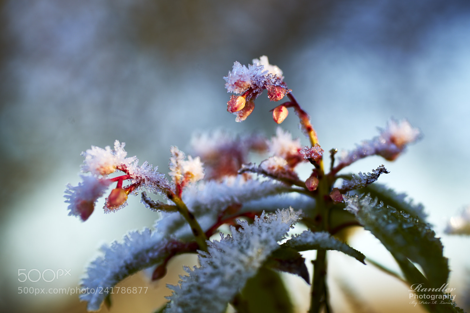 Sony a99 II sample photo. Frosen garden photography