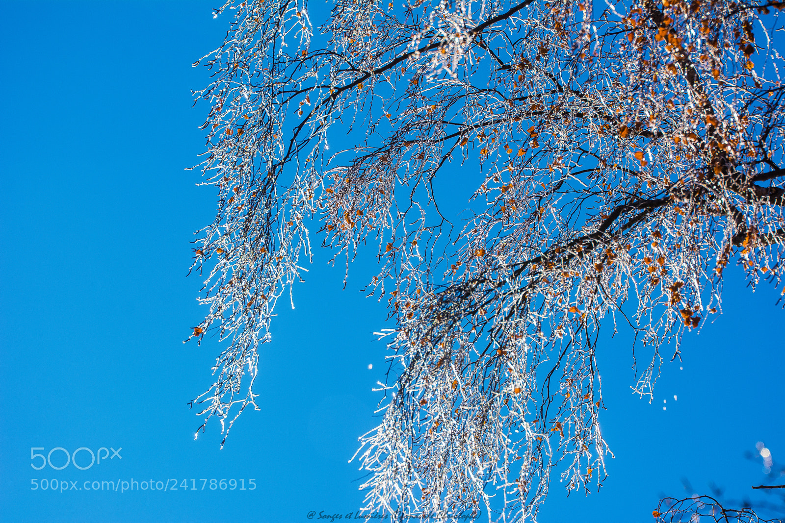 Nikon D7100 sample photo. Le coeur v g photography