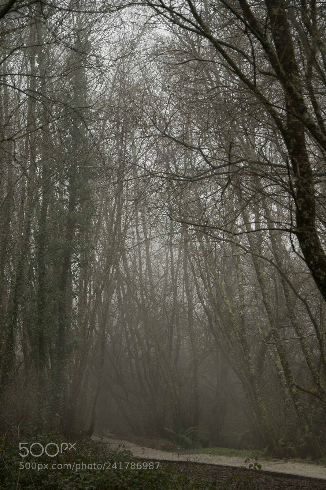 Nikon D3100 sample photo. Untitled photography