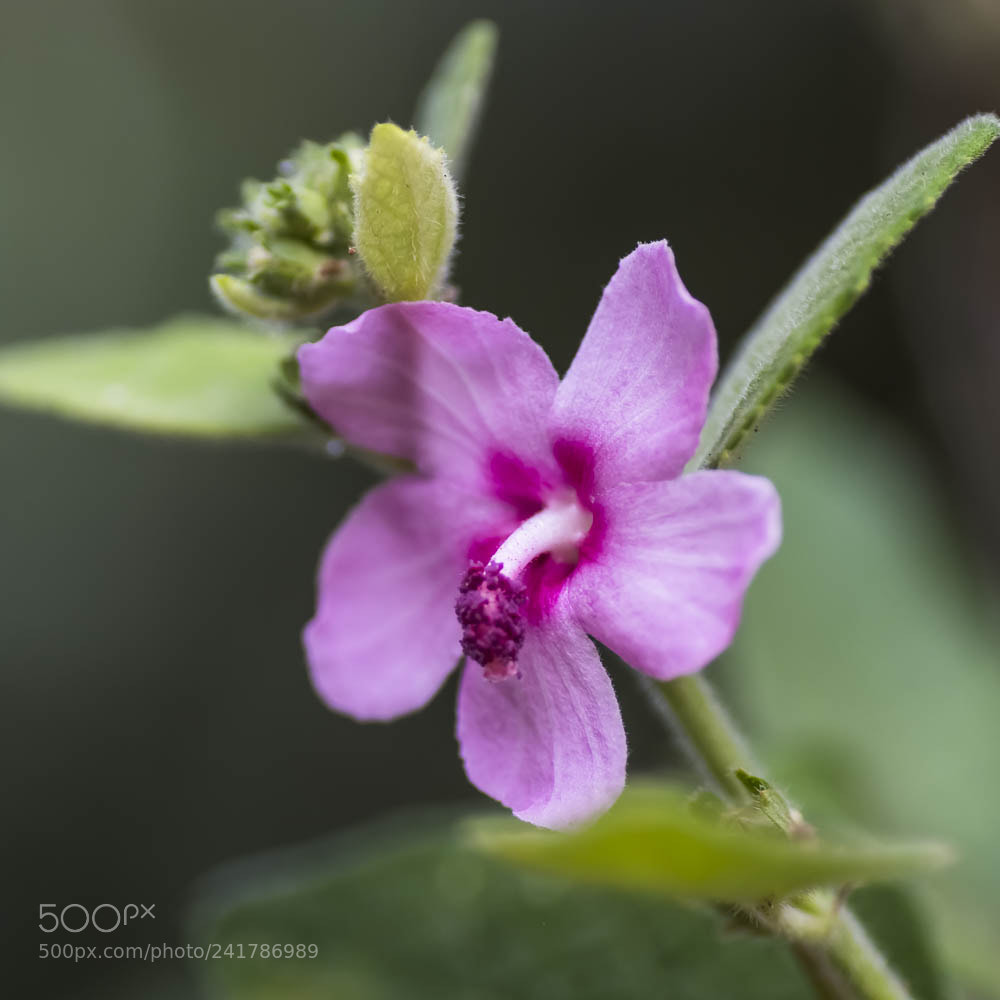 Nikon D850 sample photo. Wild flower photography