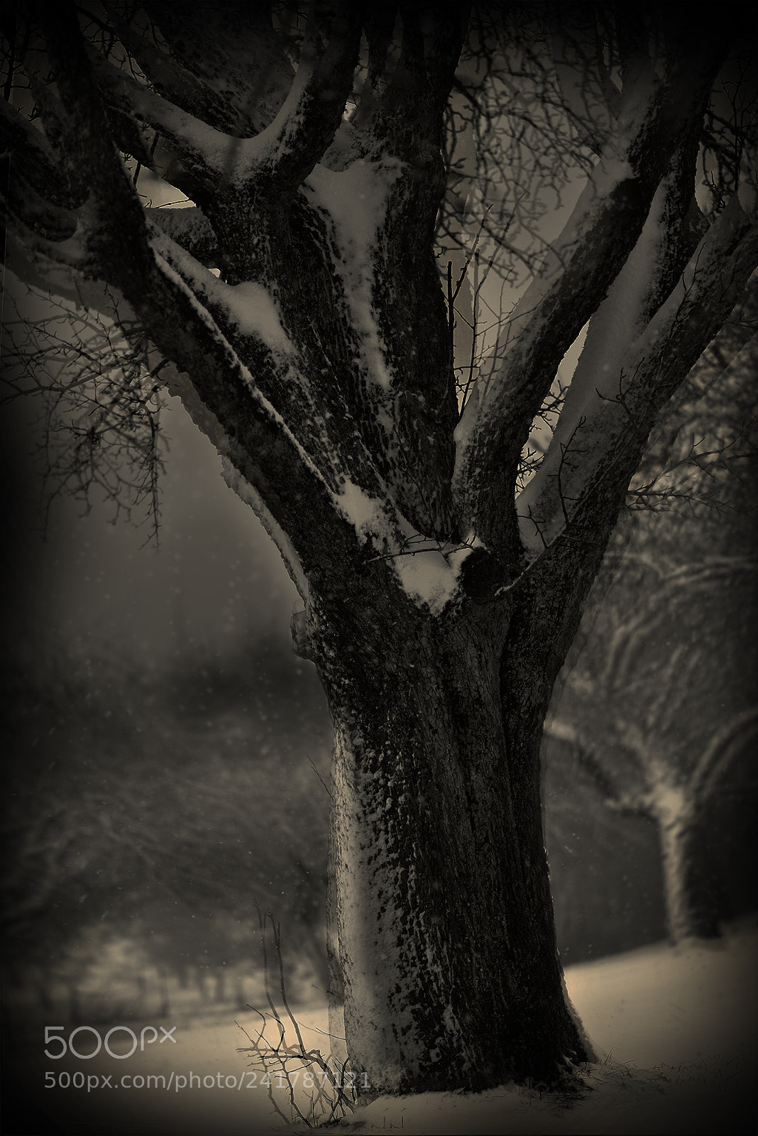 Nikon D800 sample photo. Sally's tree photography