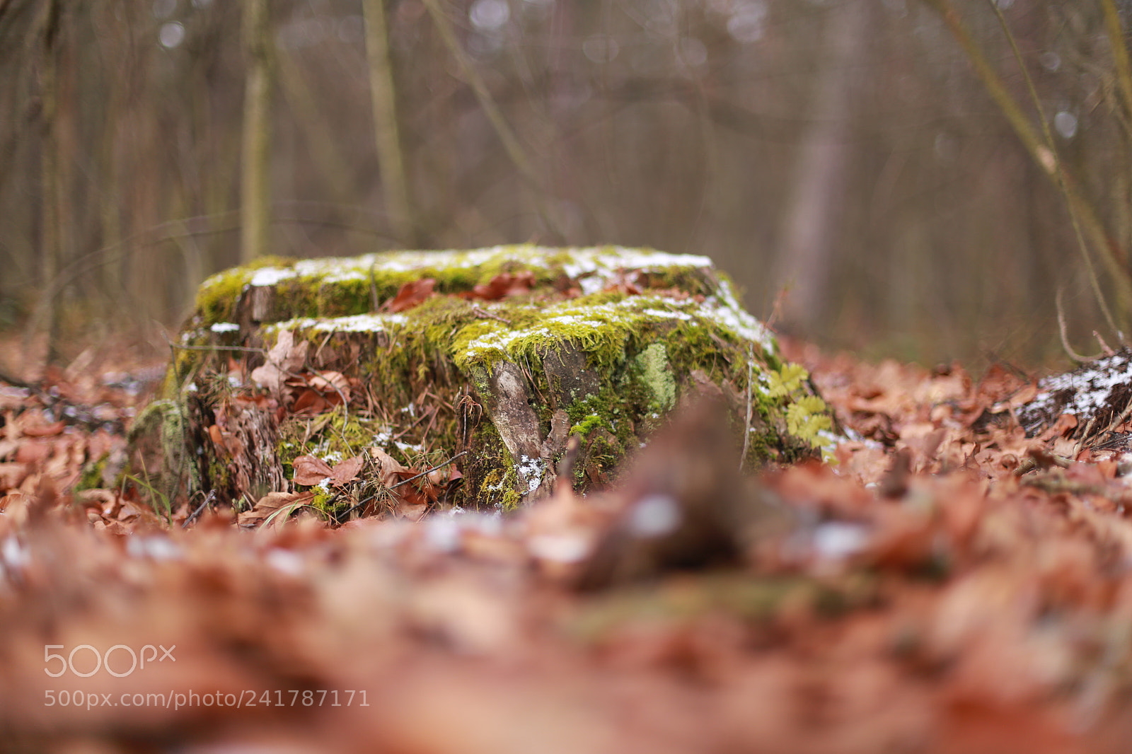 Canon EOS 6D + Canon EF 50mm F1.4 USM sample photo. Trunk&moss photography