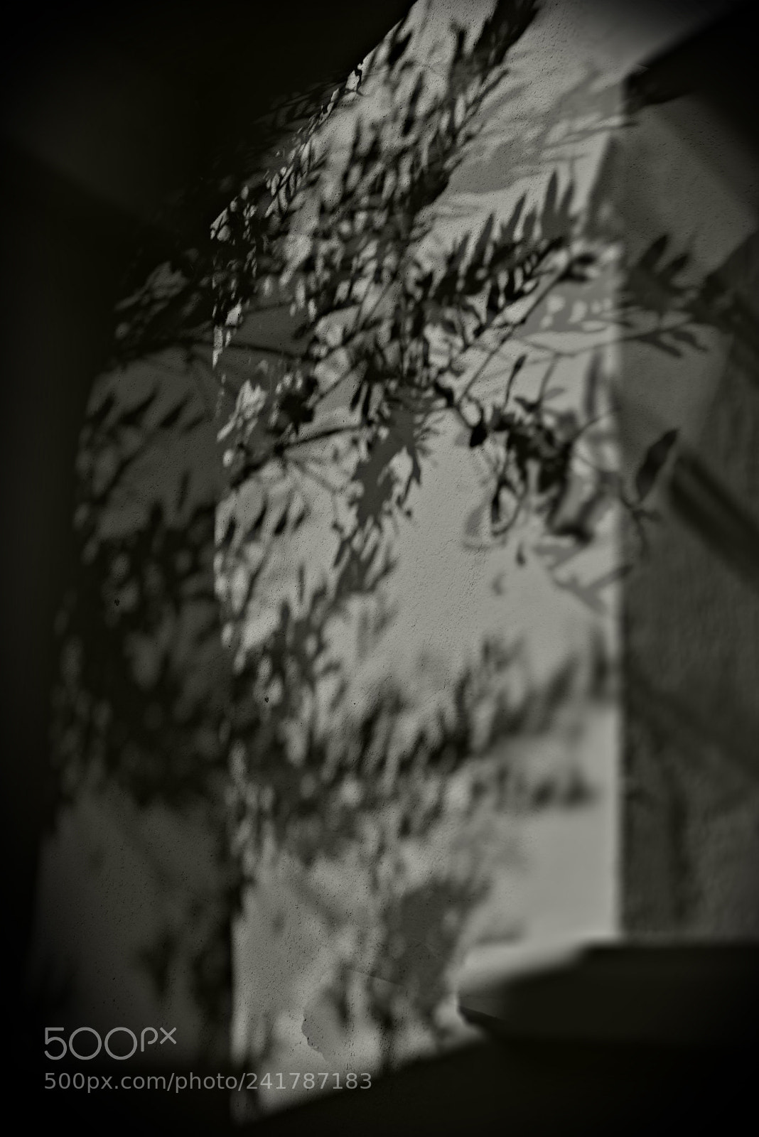 Nikon D800 sample photo. Shadows on the wall photography