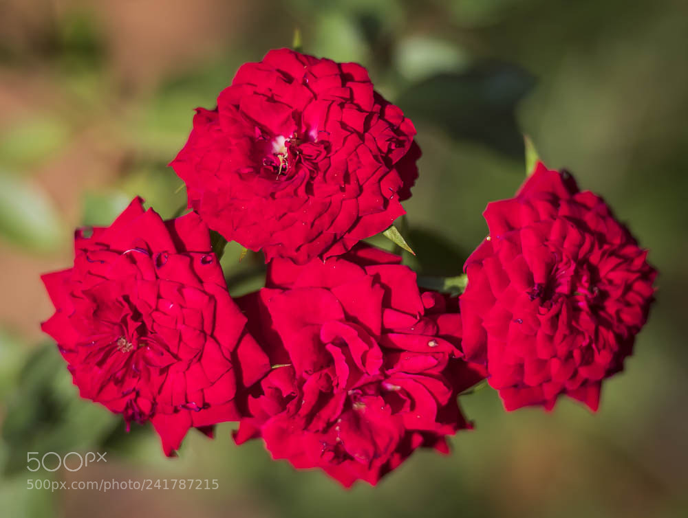 Nikon D850 sample photo. Bunch of roses photography