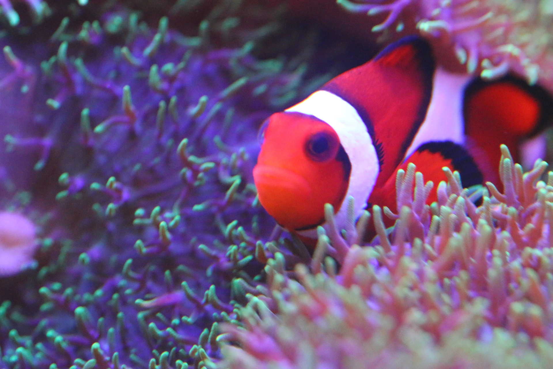 Canon EF 100mm F2.8L Macro IS USM sample photo. Ocellaris photography