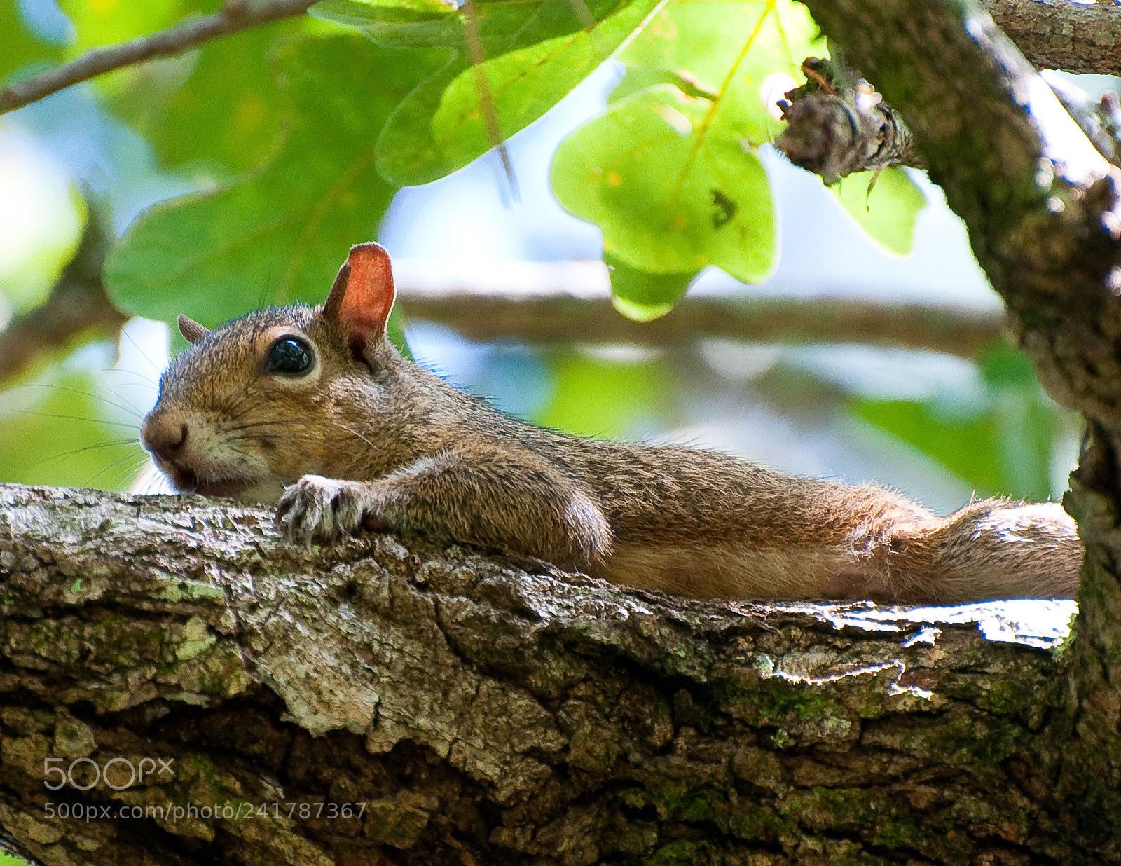 Nikon D90 sample photo. Squirrel photography