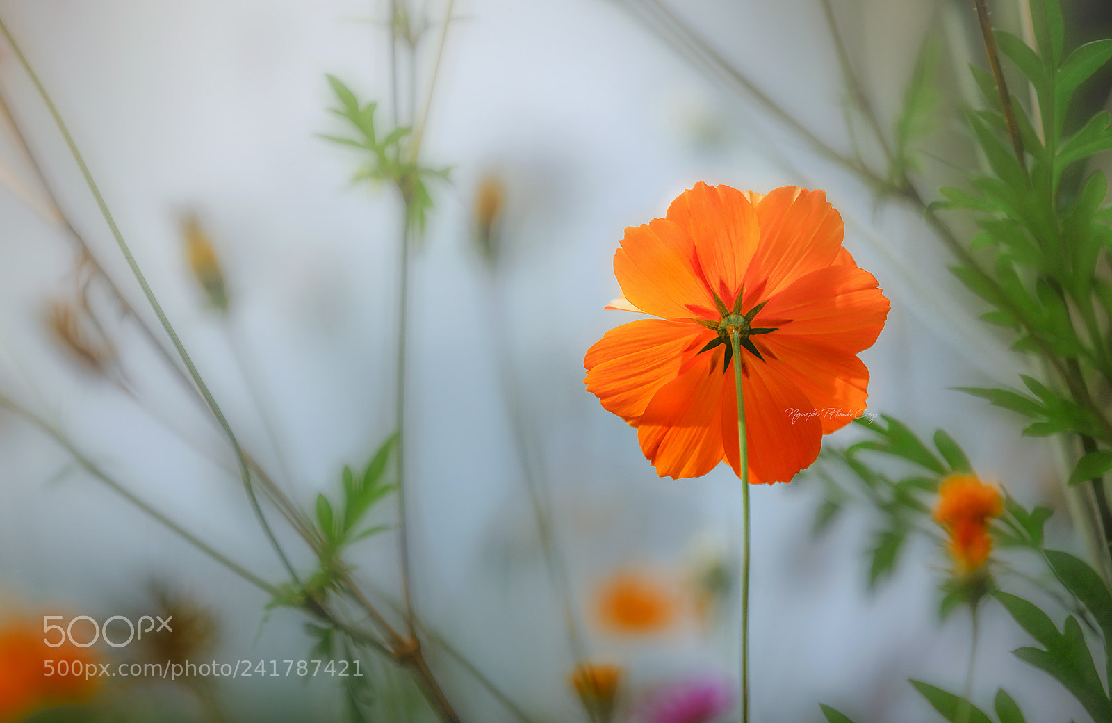 Canon EOS 5DS R sample photo. Flower 1 photography