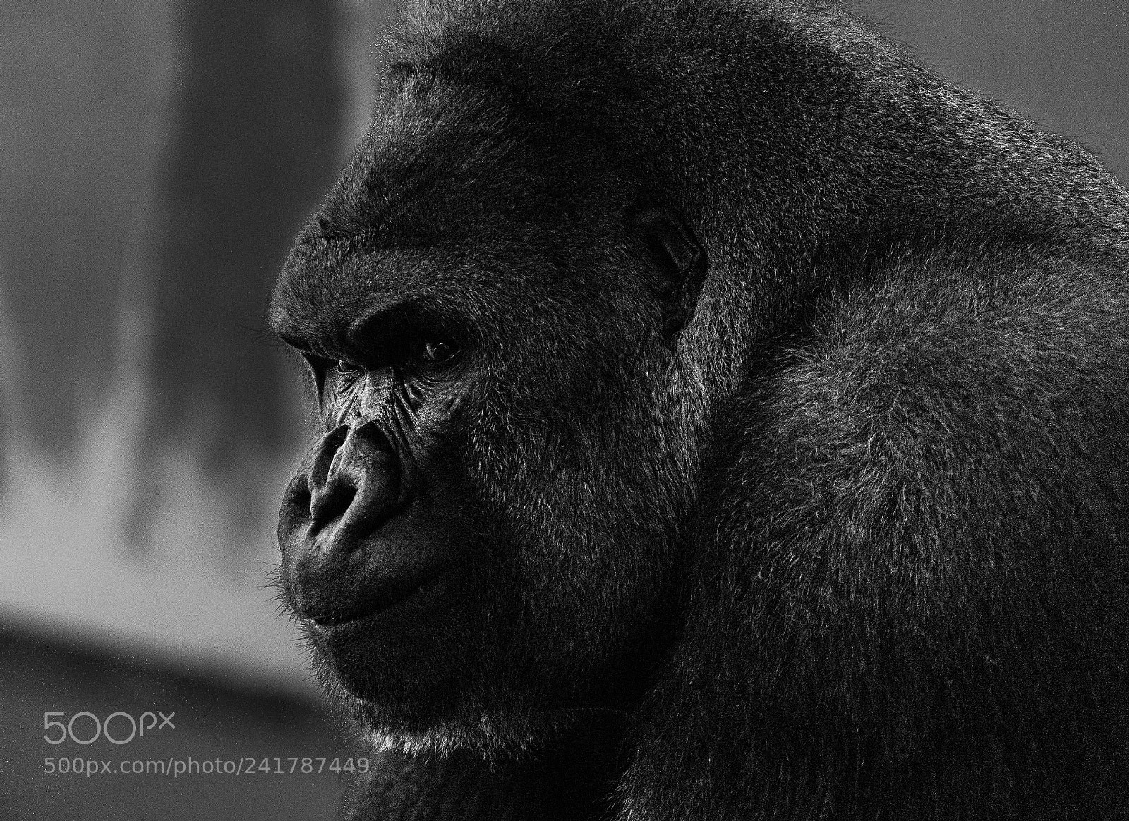 Sony a7 II sample photo. Black photography