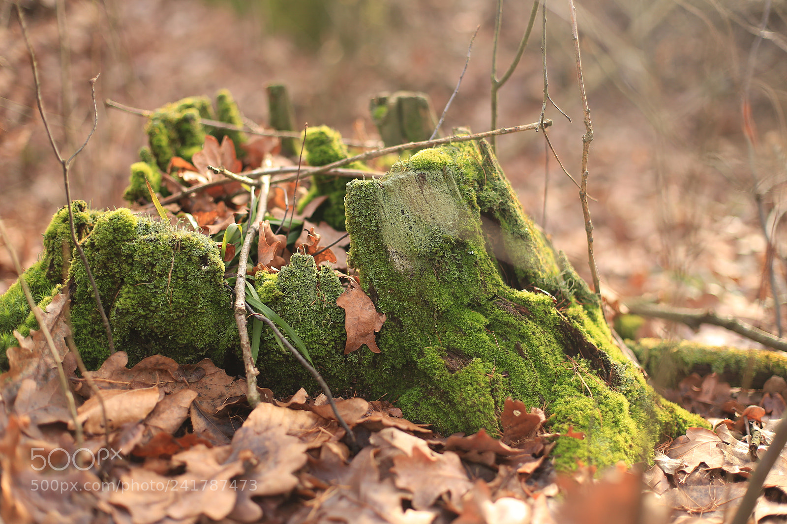 Canon EOS 6D + Canon EF 50mm F1.4 USM sample photo. Trunk&moss photography
