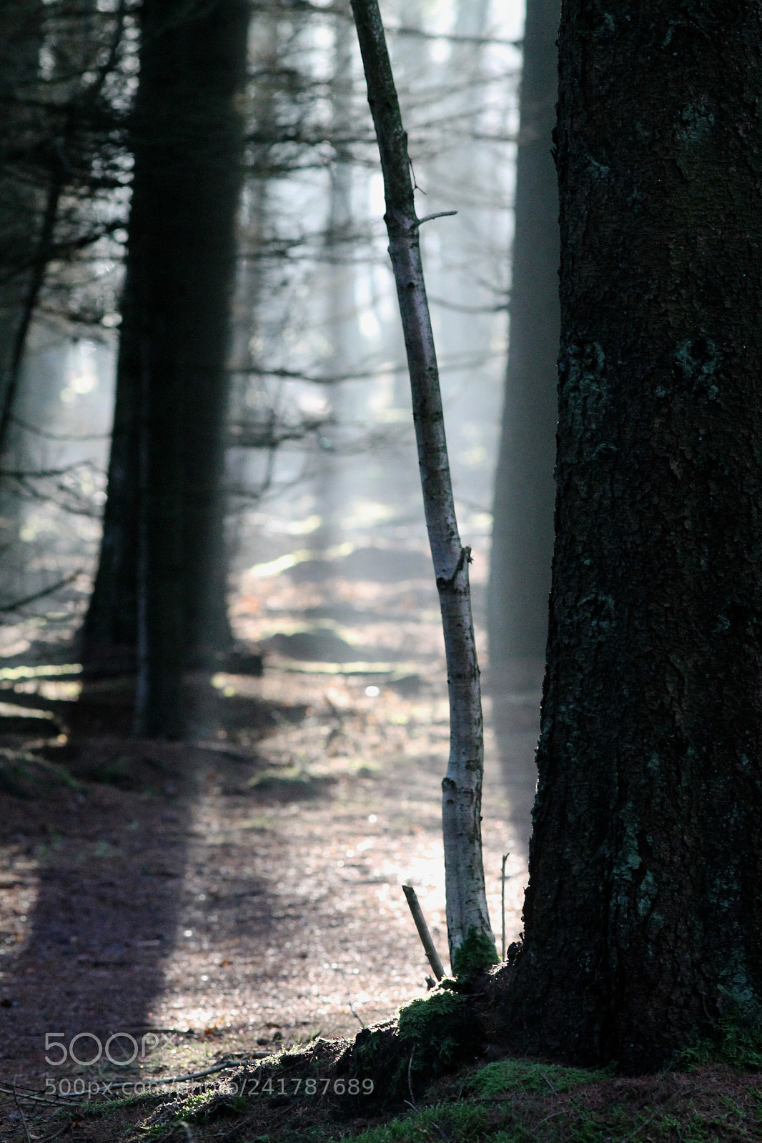 Canon EOS 1100D (EOS Rebel T3 / EOS Kiss X50) sample photo. Highlights in the forrest photography