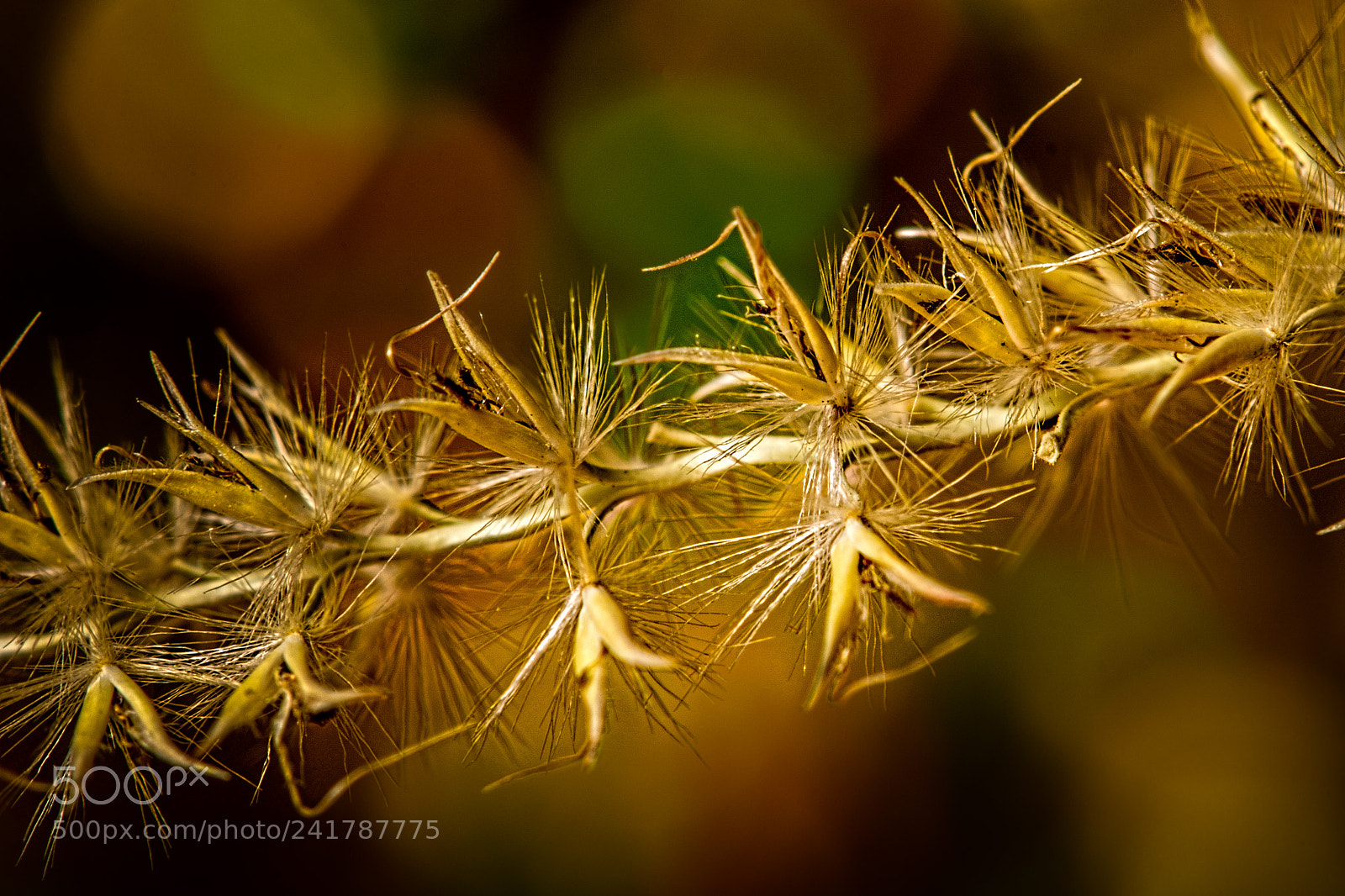 Nikon D7100 sample photo. Zebra grass photography
