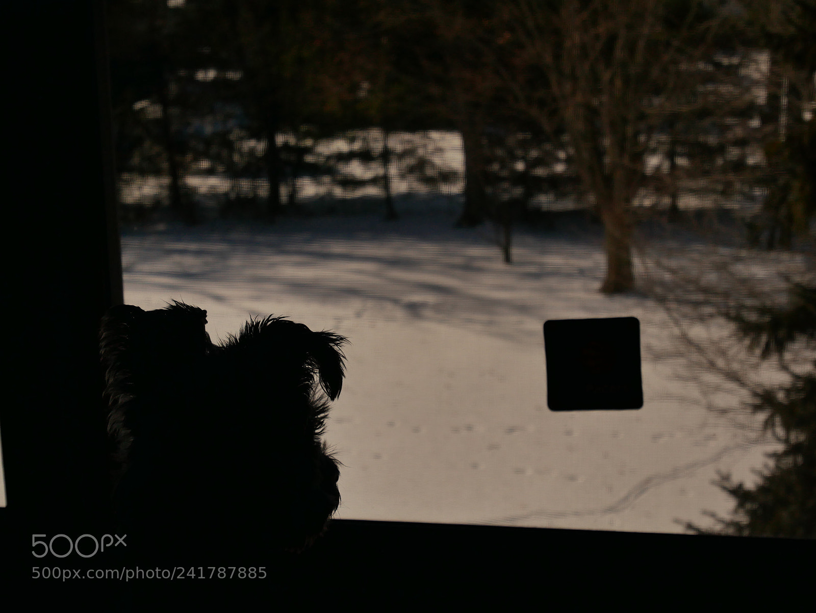 Panasonic Lumix DMC-GX85 (Lumix DMC-GX80 / Lumix DMC-GX7 Mark II) sample photo. The hound. photography