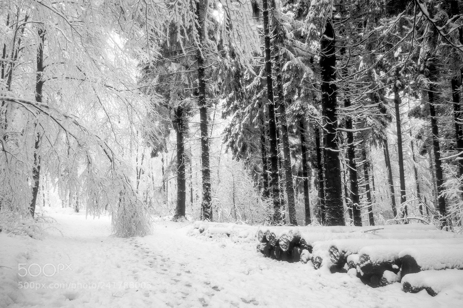Olympus OM-D E-M10 sample photo. Snow bent branches photography