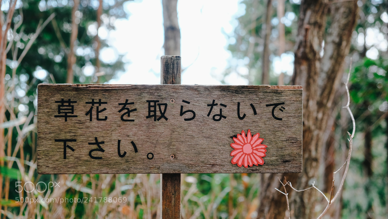 Fujifilm X-T10 sample photo. Dscf photography