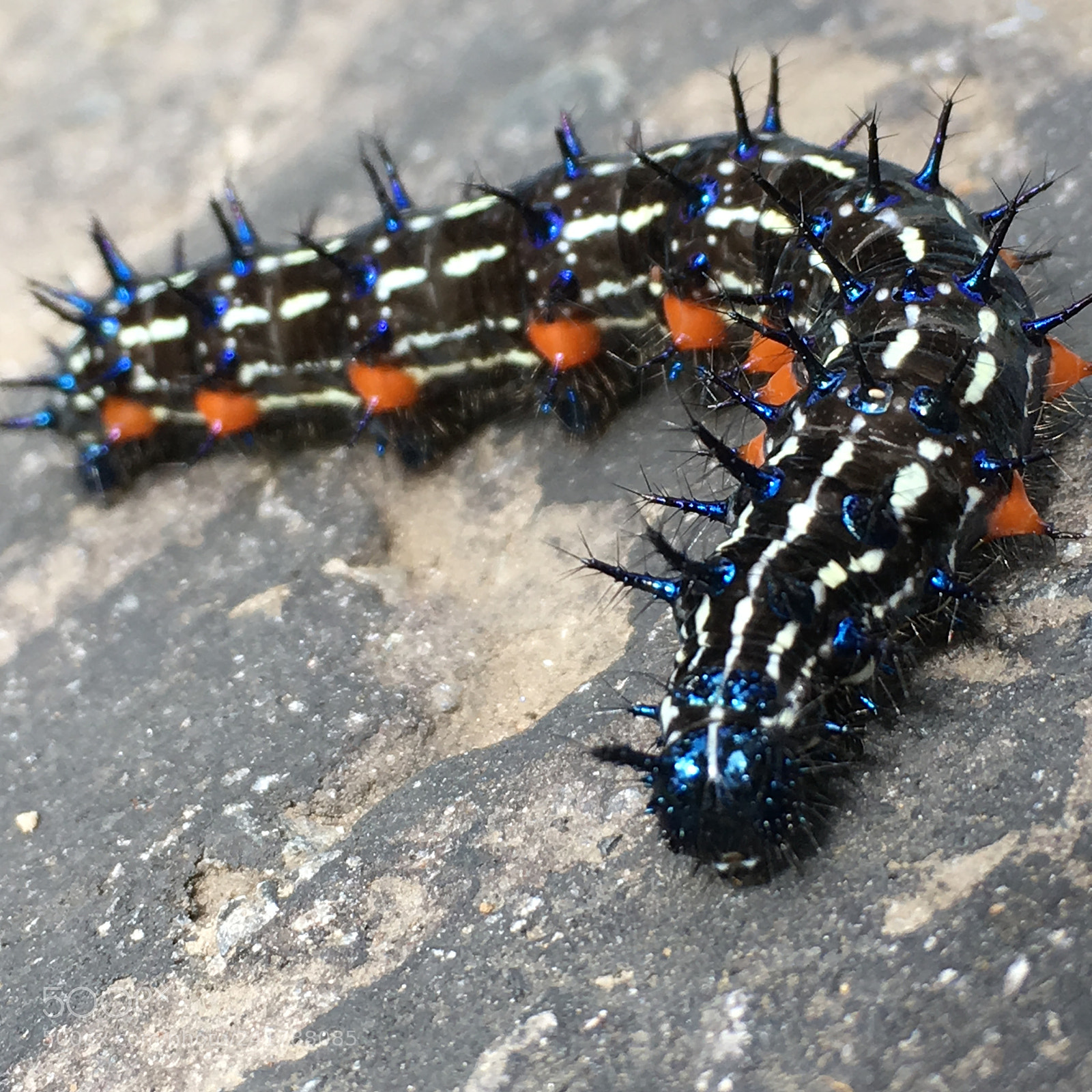 Apple iPhone SE sample photo. Caterpillar on road photography