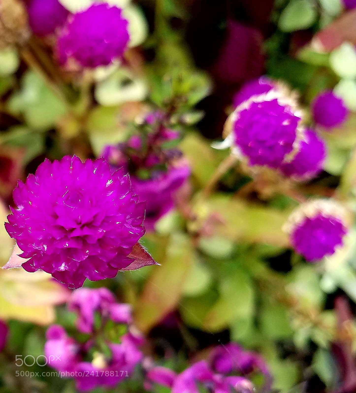 Samsung Galaxy S7 sample photo. Pinks photography