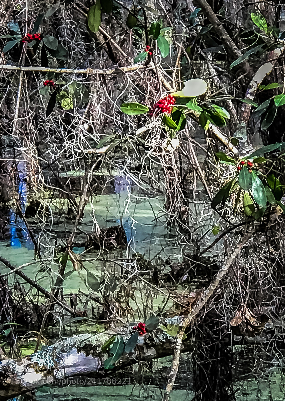 Apple iPhone 7 Plus sample photo. Florida state park photography