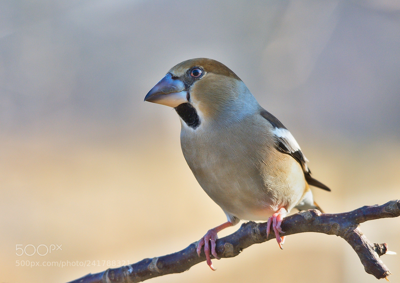 Nikon D7200 sample photo. Hawfinch photography