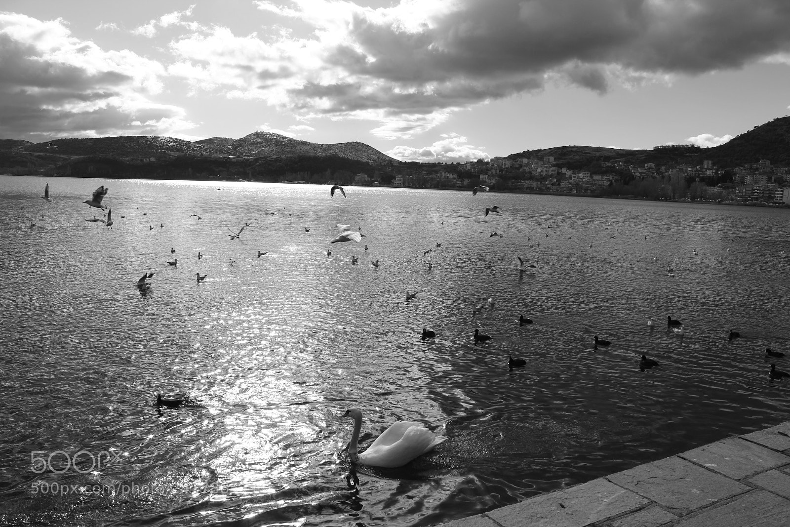 Canon EOS 1300D (EOS Rebel T6 / EOS Kiss X80) sample photo. Swan lake photography
