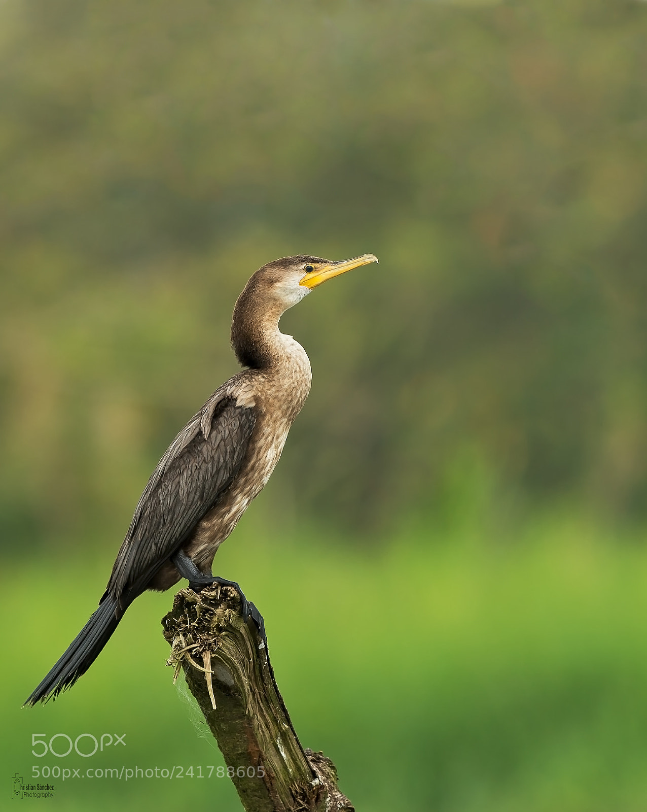 Nikon D4 sample photo. Neotropic cormorant photography