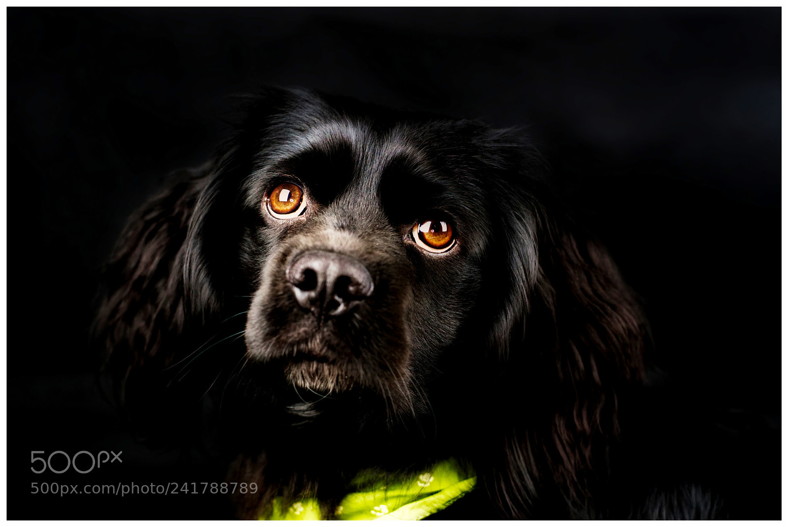 Sony a7 II sample photo. Fotoshooting balou photography