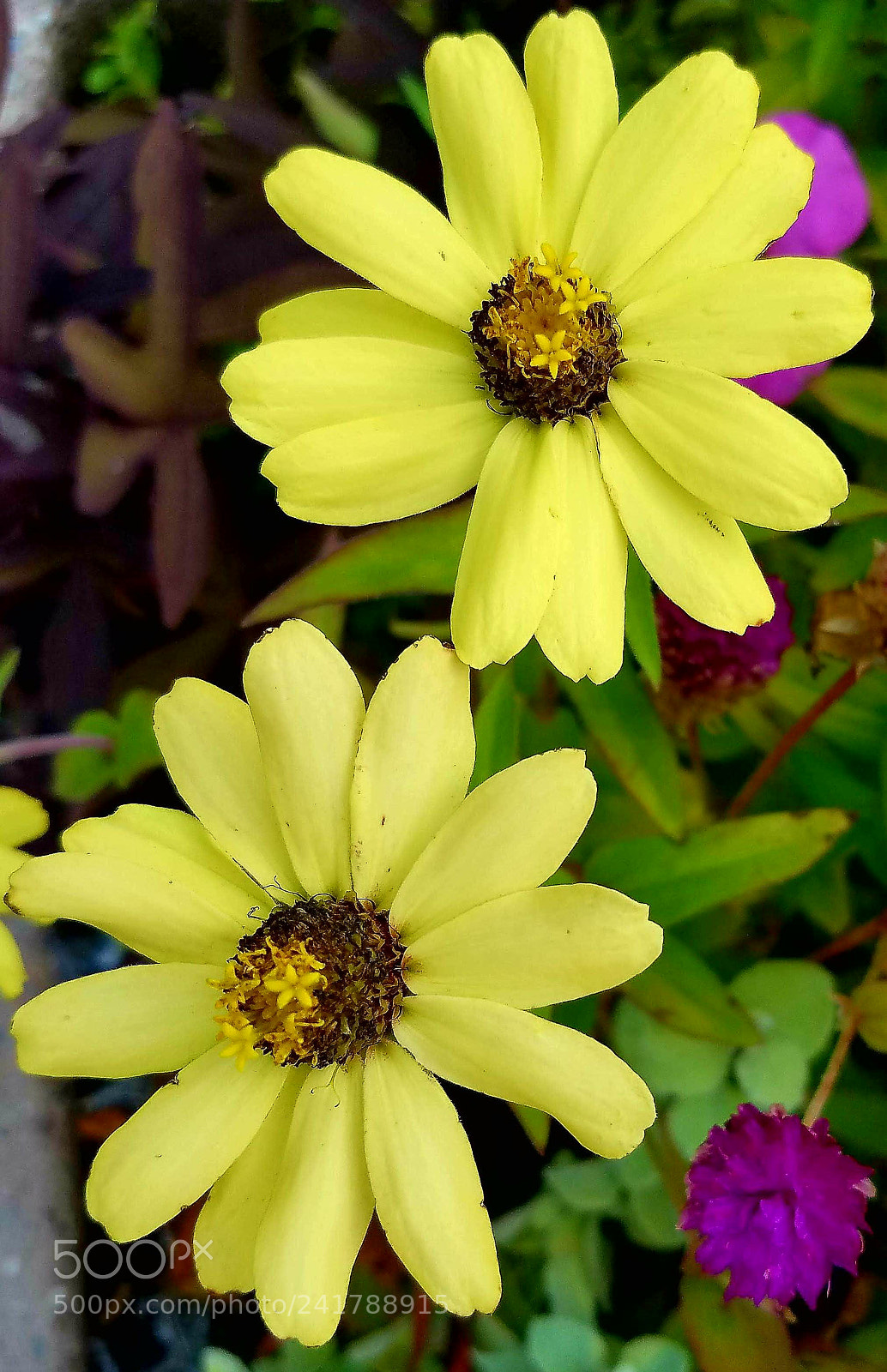 Samsung Galaxy S7 sample photo. 2 yellow photography