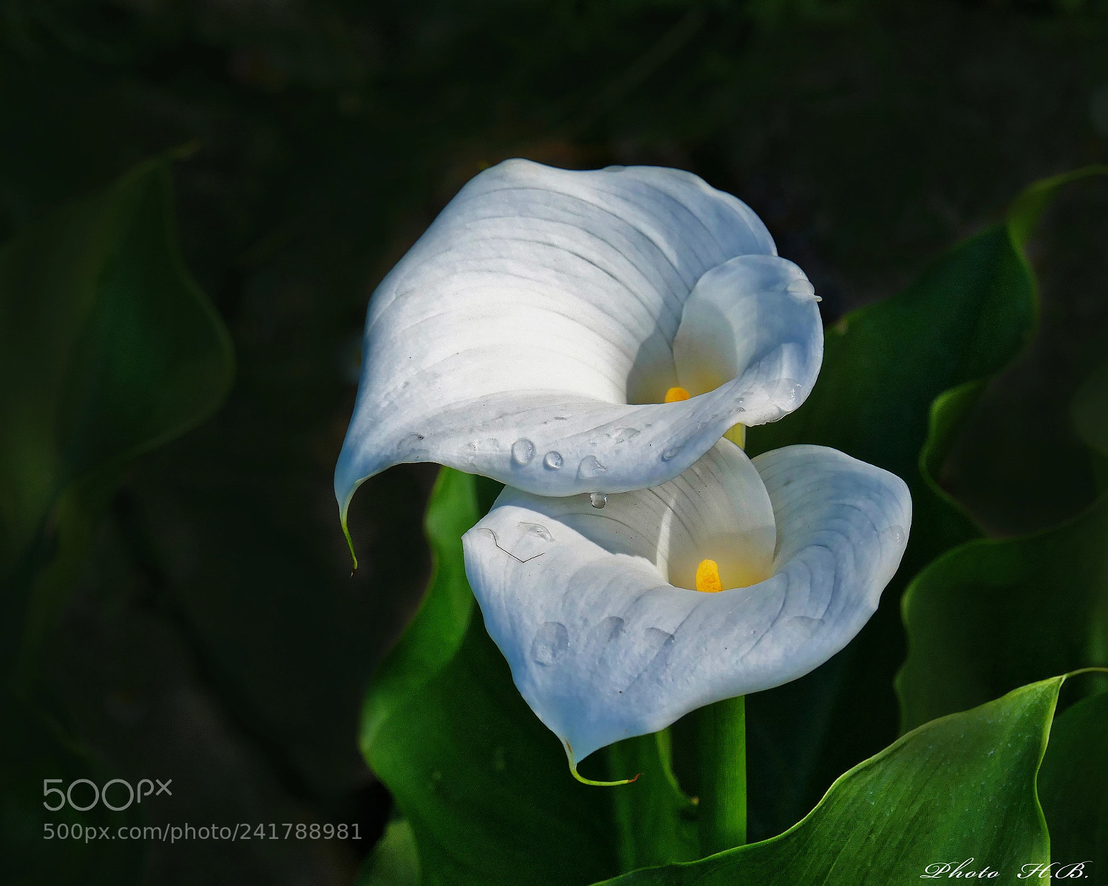 Panasonic Lumix DMC-FZ1000 sample photo. Withe calla with raindrops photography