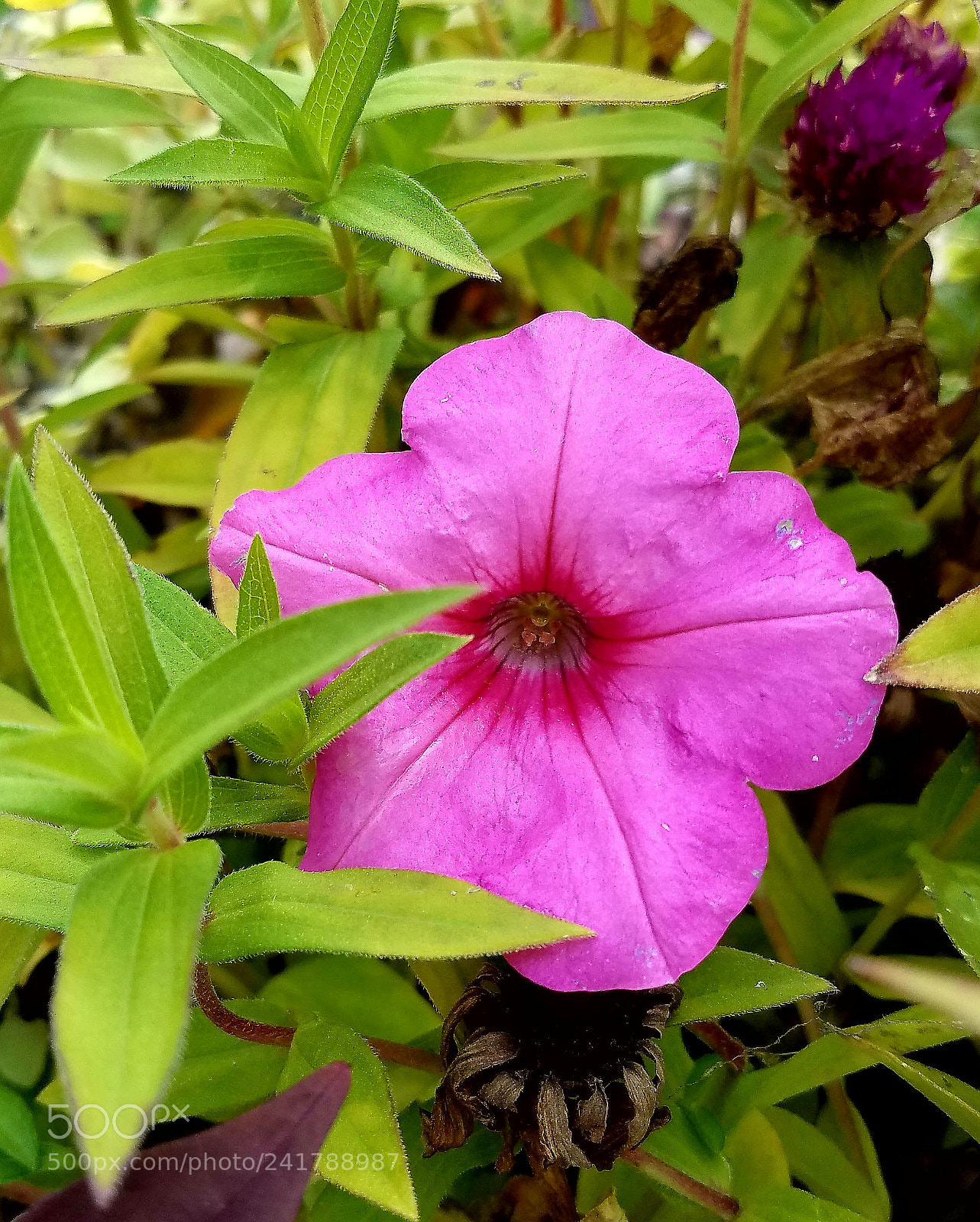Samsung Galaxy S7 sample photo. Pink photography