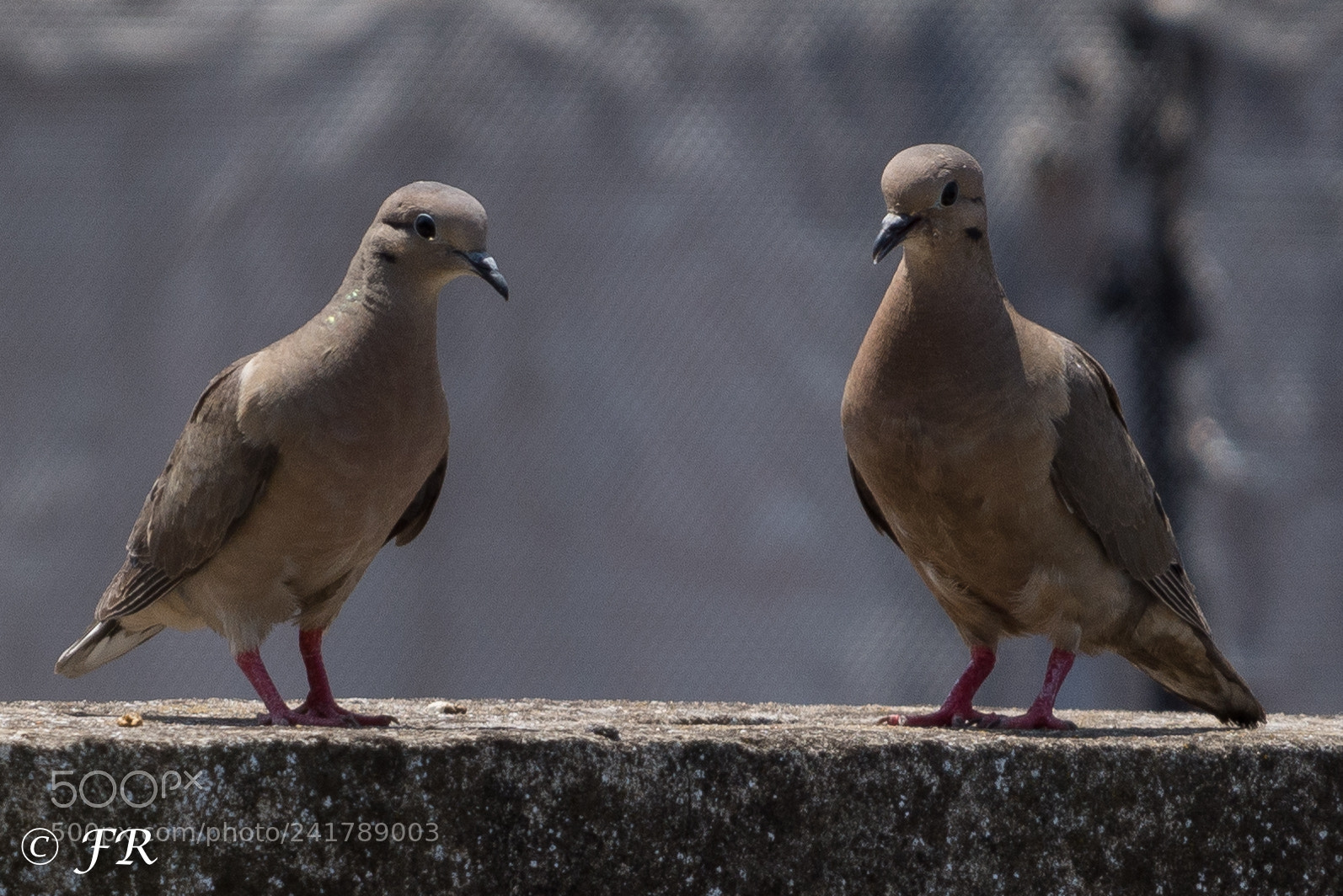 Nikon D7200 sample photo. Palomas photography