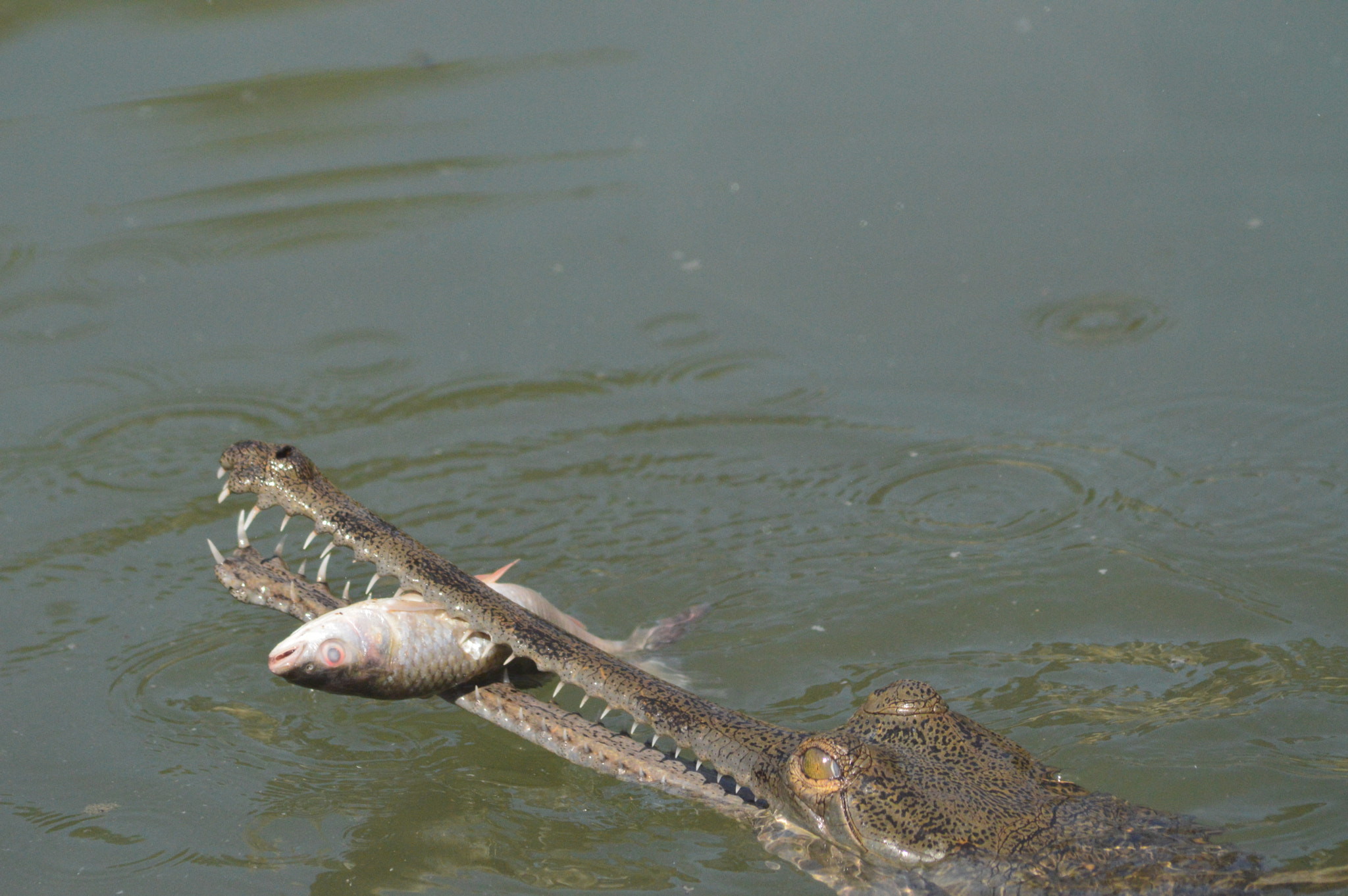 Sigma 70-300mm F4-5.6 APO DG Macro sample photo. Chitwan national park photography