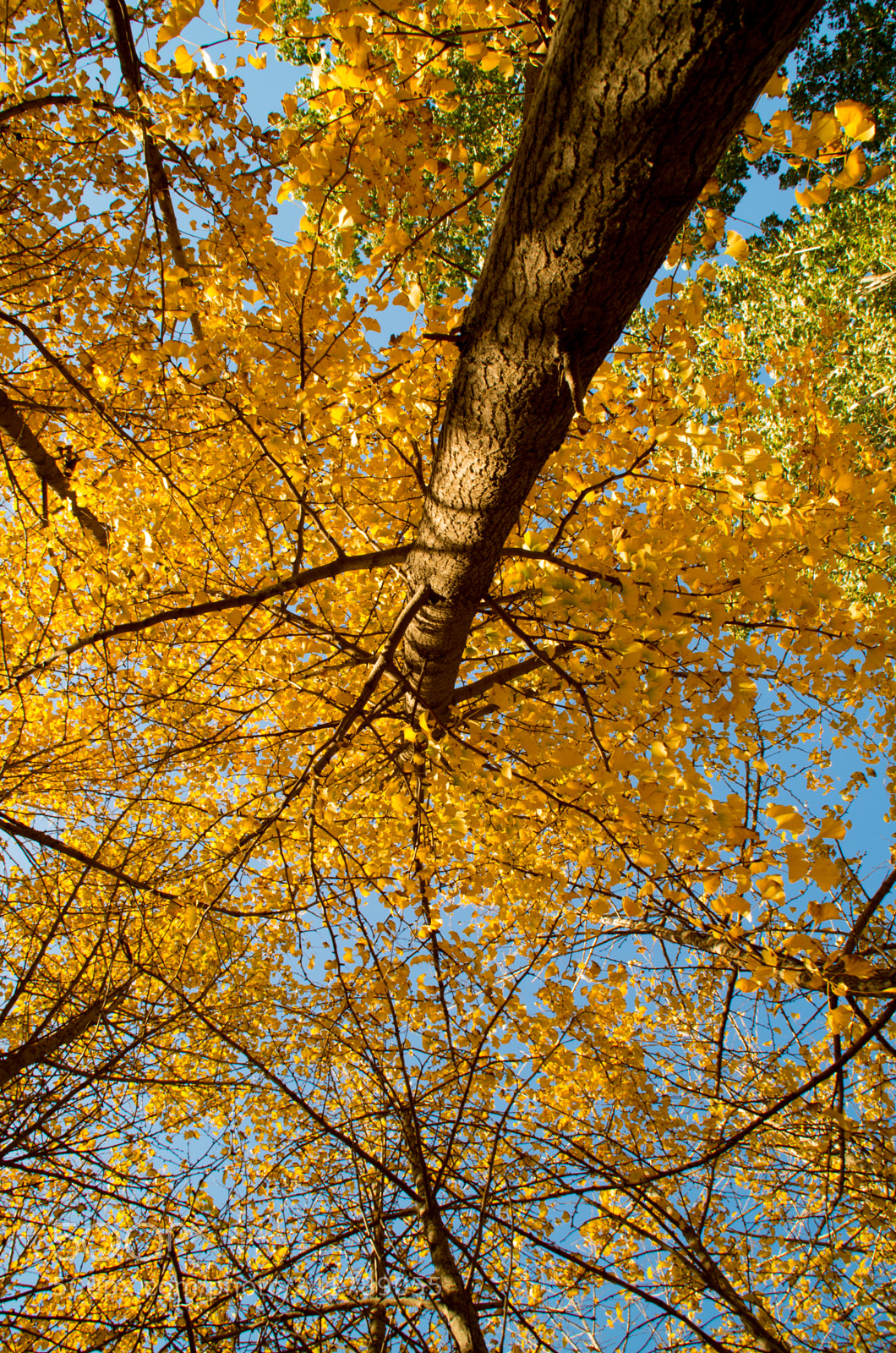 Pentax K-50 sample photo. 天凉好个秋 photography