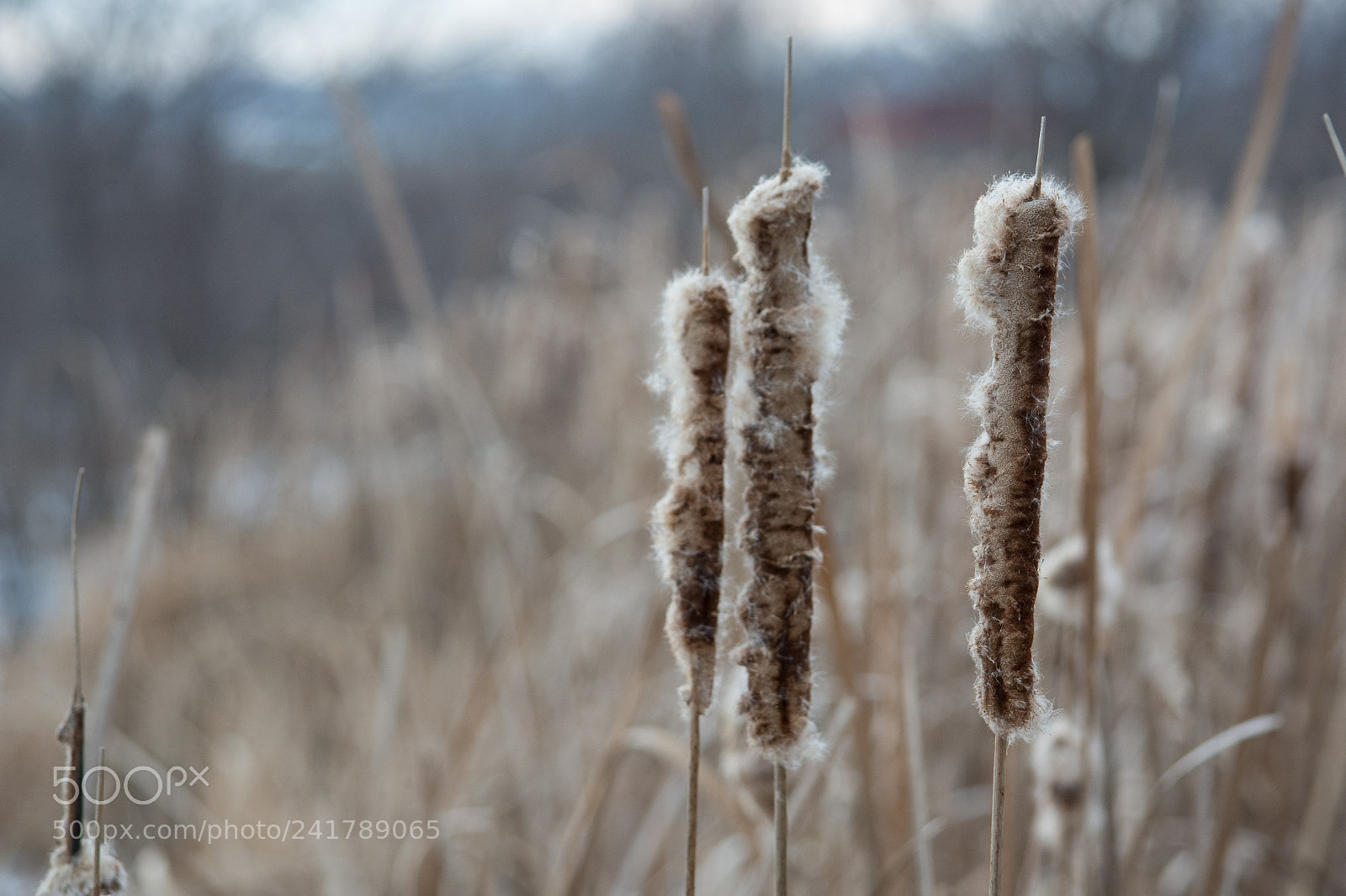 Nikon D7100 sample photo. Bullrushes photography