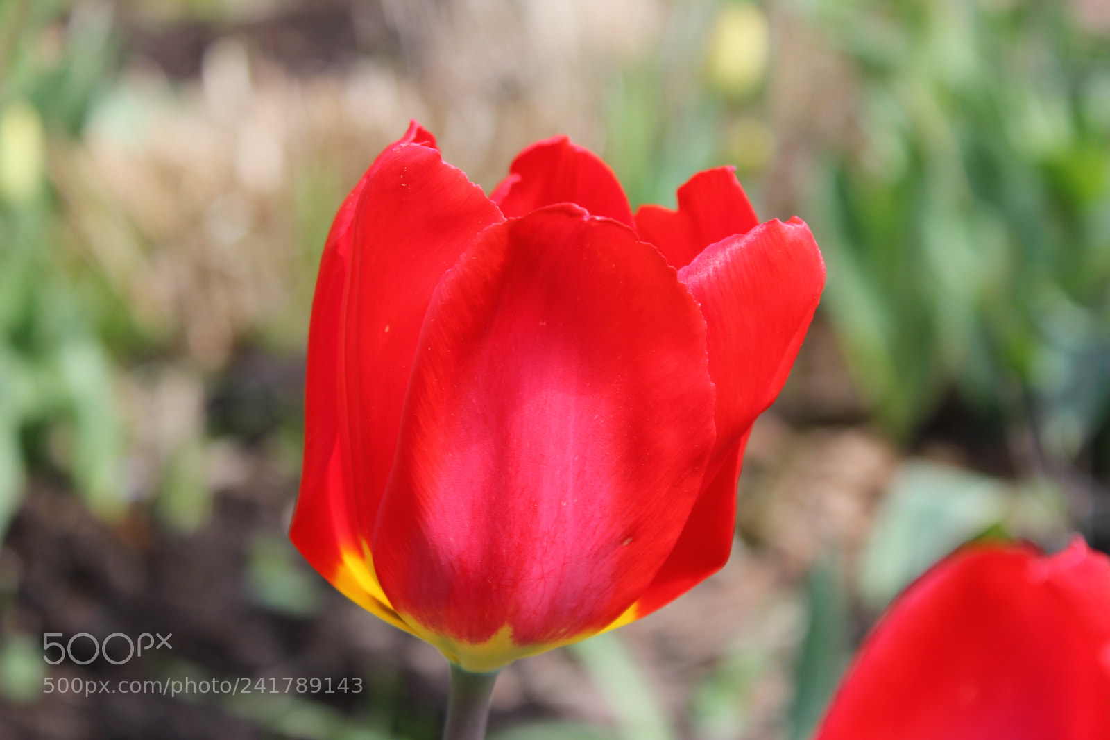Canon EF-S 18-55mm F3.5-5.6 IS sample photo. Tulips, edward's garden, toronto photography