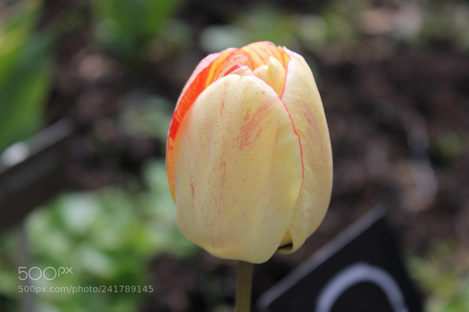 Canon EF-S 18-55mm F3.5-5.6 IS sample photo. Tulips, edward's garden, toronto photography