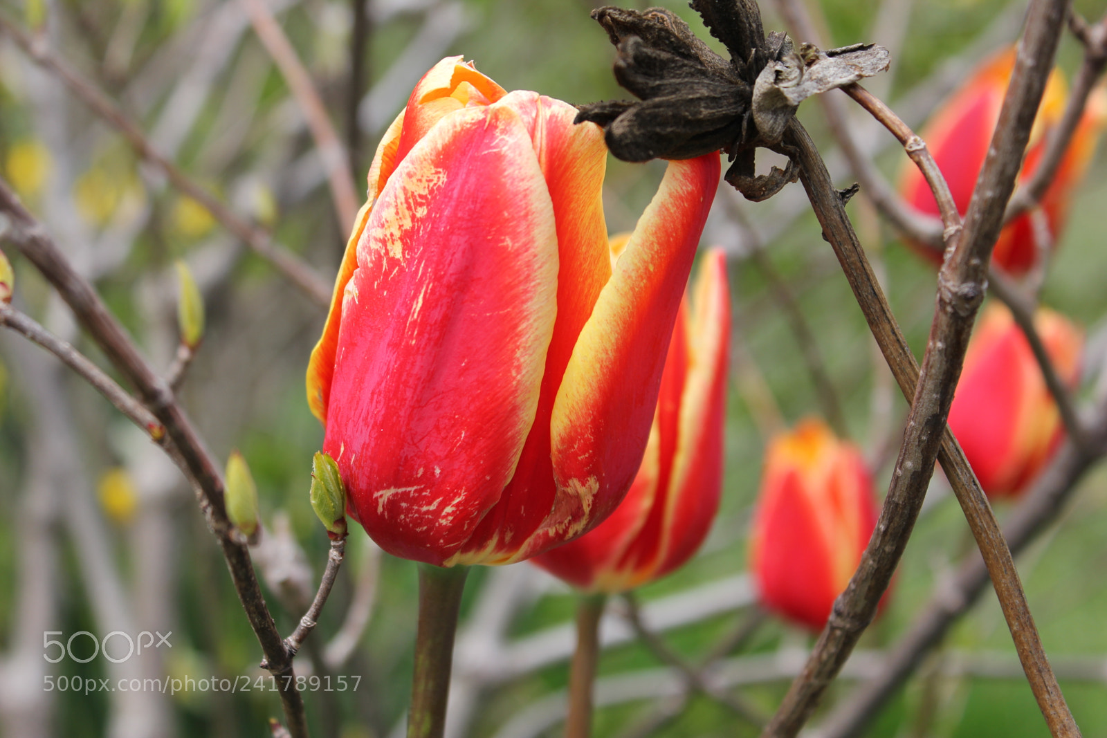Canon EF-S 18-55mm F3.5-5.6 IS sample photo. Tulips, edward's garden, toronto photography