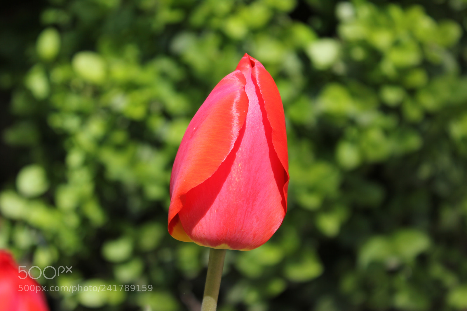 Canon EF-S 18-55mm F3.5-5.6 IS sample photo. Tulips, edward's garden, toronto photography
