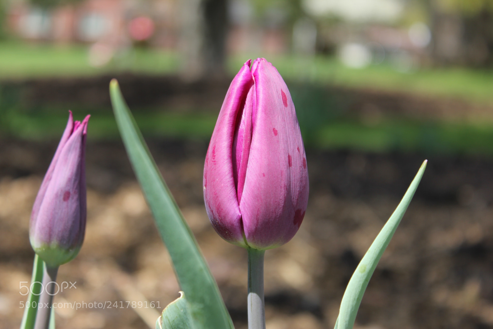 Canon EF-S 18-55mm F3.5-5.6 IS sample photo. Tulips, edward's garden, toronto photography