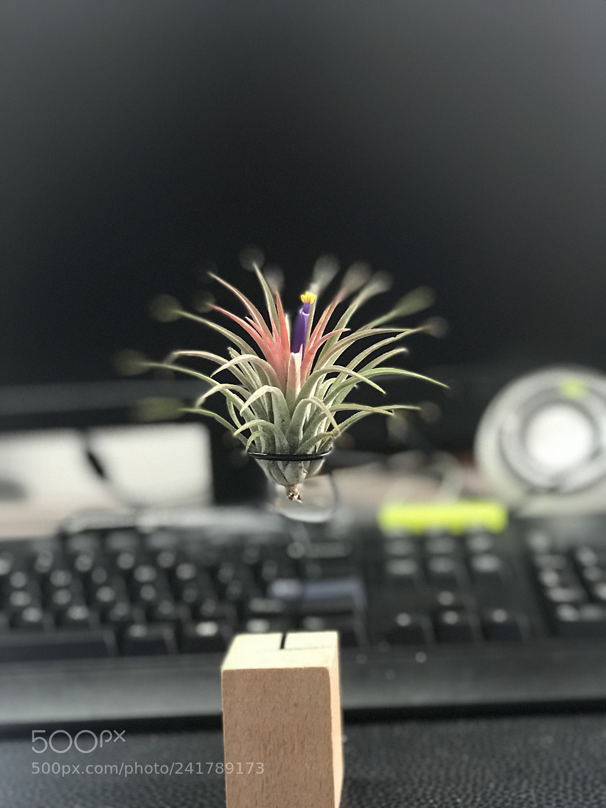 Apple iPhone 7 Plus sample photo. Untitled photography