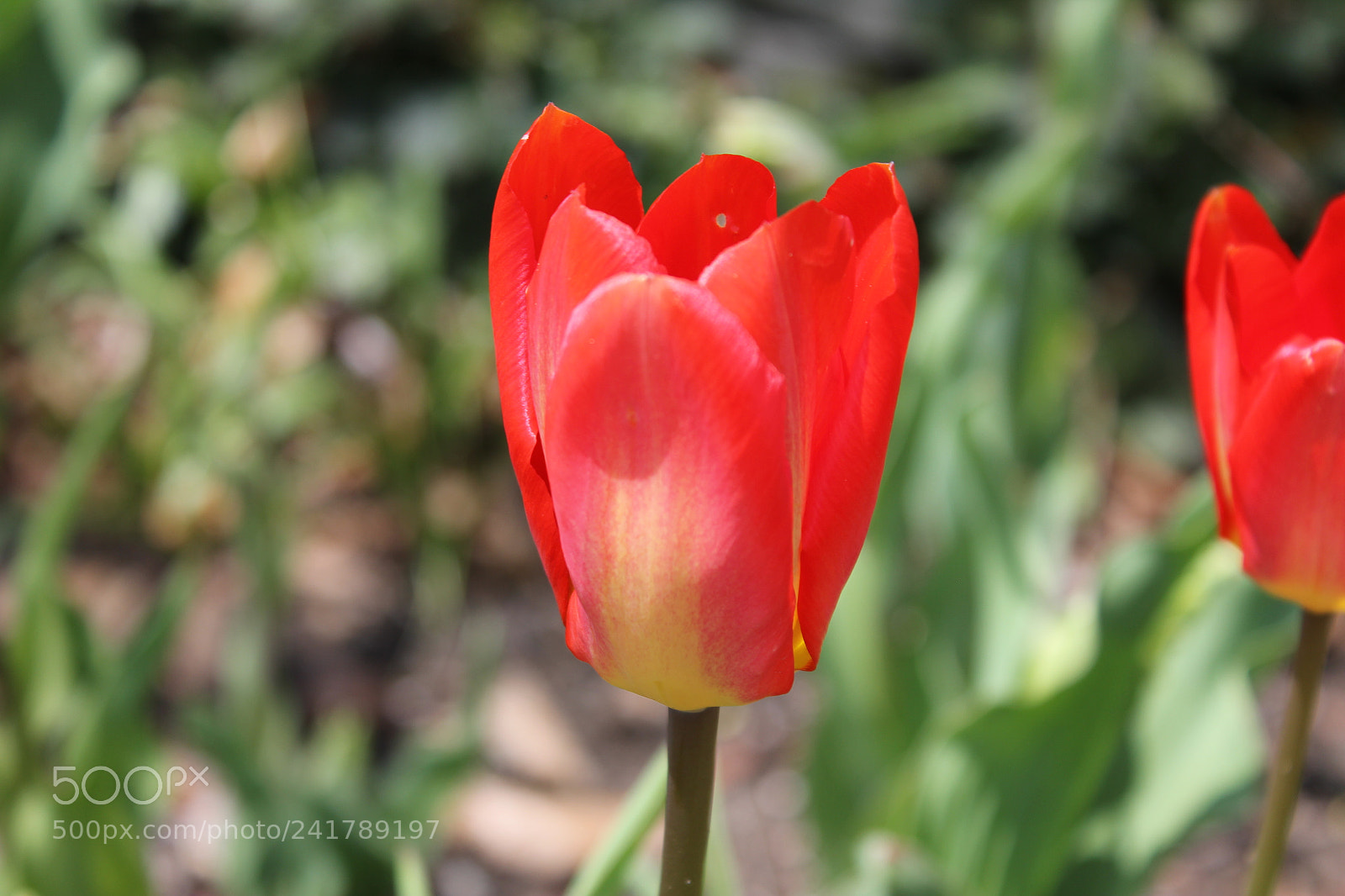 Canon EF-S 18-55mm F3.5-5.6 IS sample photo. Tulips, edward's garden, toronto photography