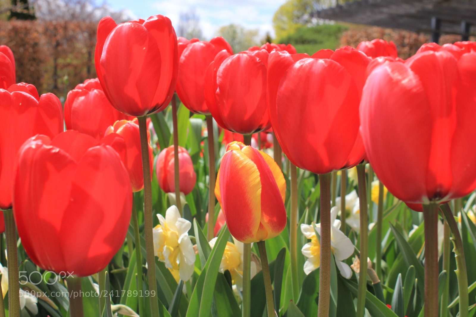 Canon EF-S 18-55mm F3.5-5.6 IS sample photo. Tulips, edward's garden, toronto photography