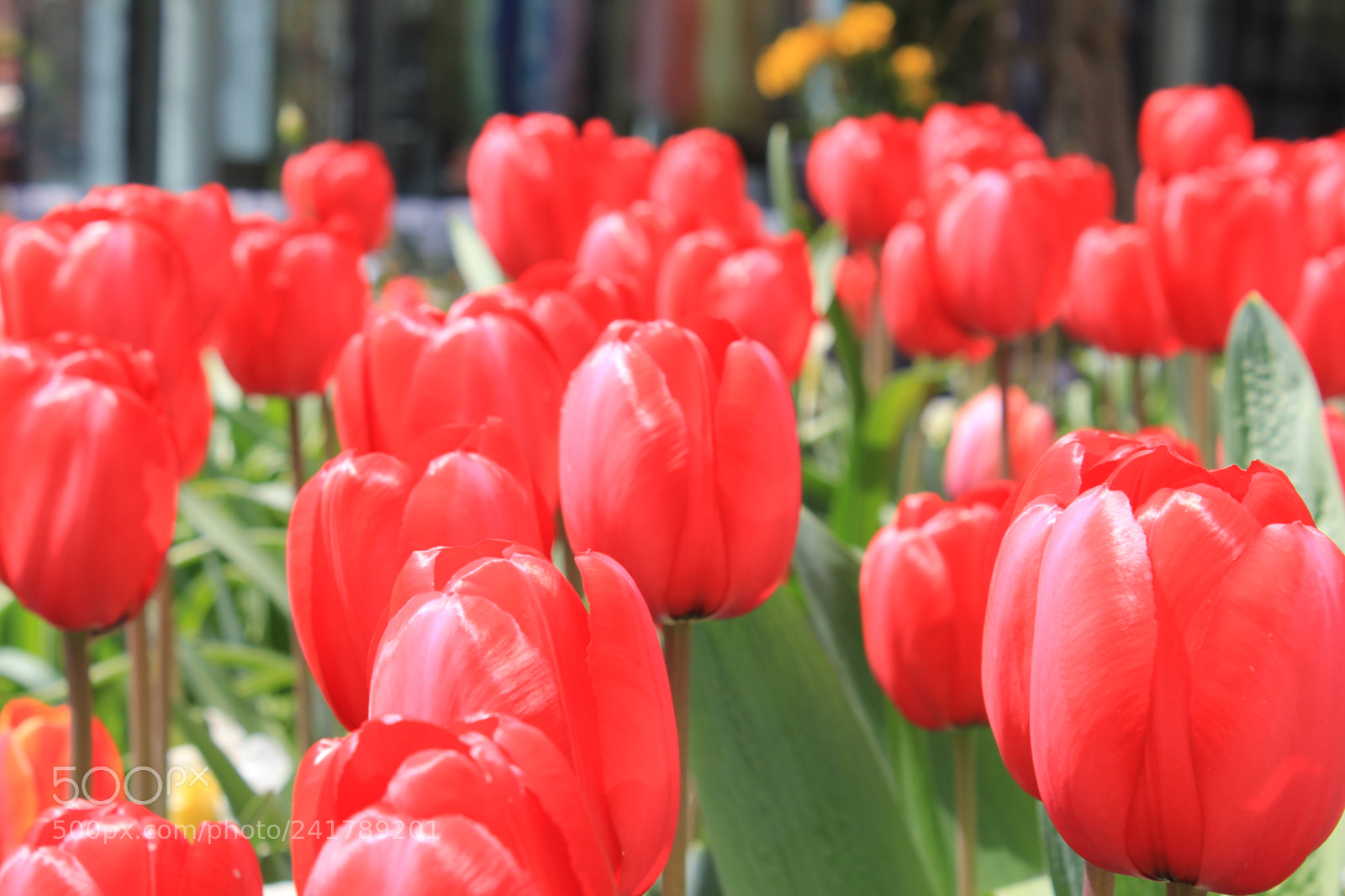 Canon EF-S 18-55mm F3.5-5.6 IS sample photo. Tulips, edward's garden, toronto photography