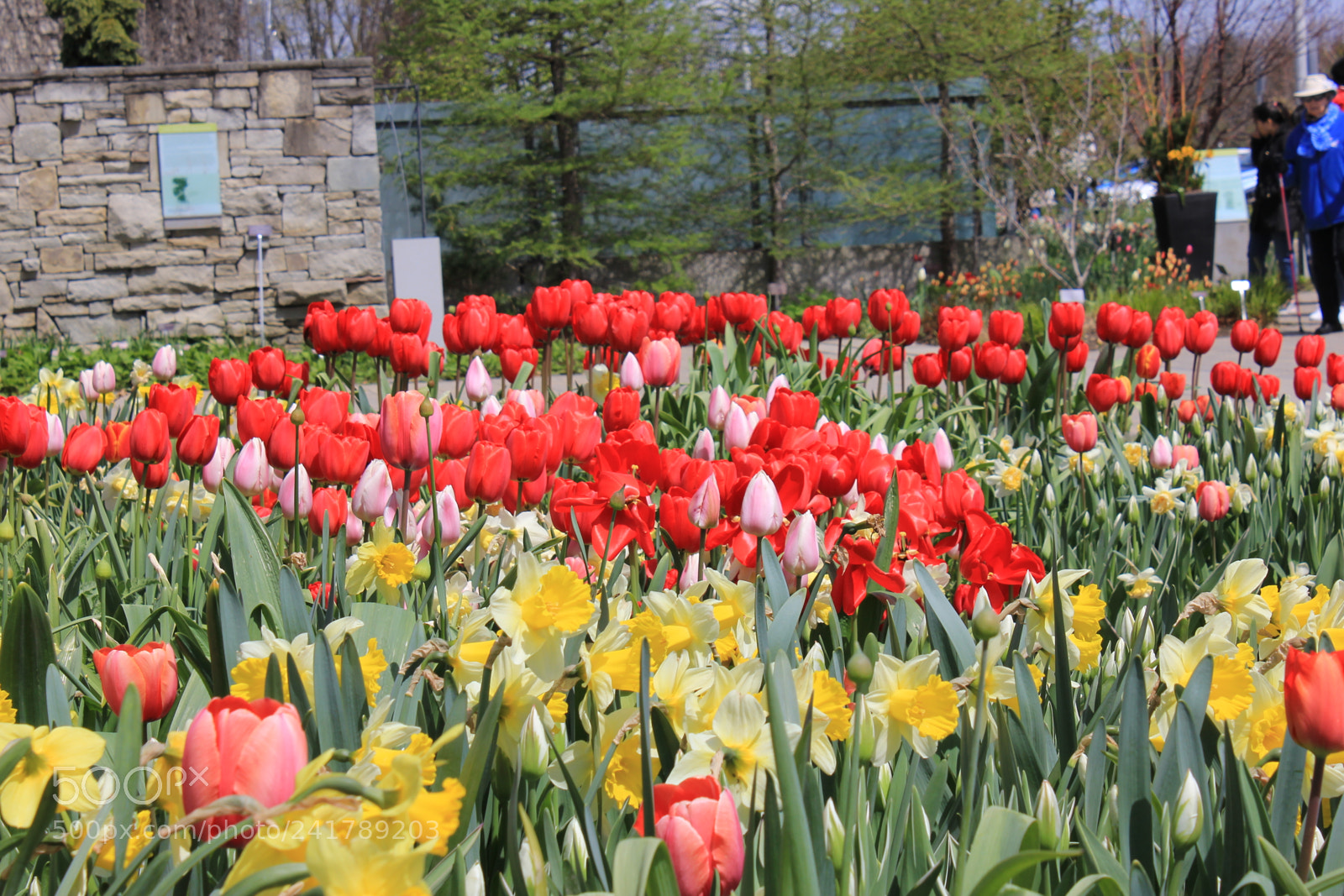 Canon EF-S 18-55mm F3.5-5.6 IS sample photo. Tulips, edward's garden, toronto photography