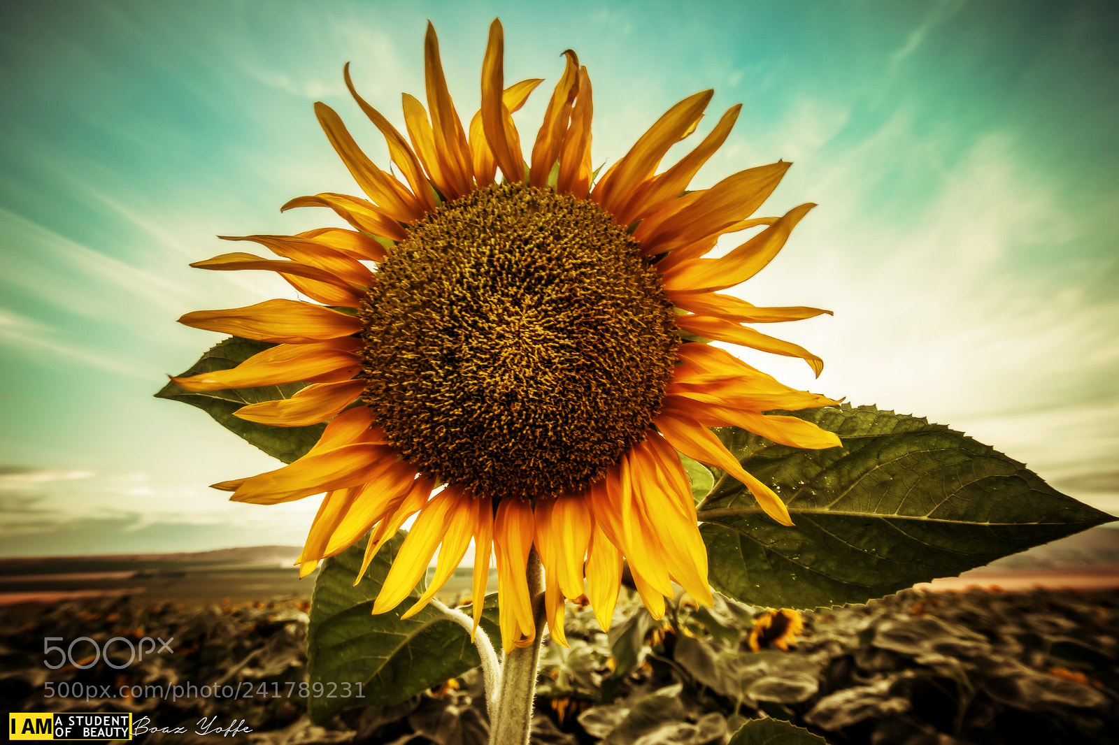 Nikon D7100 sample photo. Sunflower, teal fashion. photography