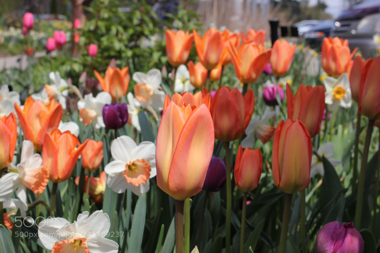 Canon EF-S 18-55mm F3.5-5.6 IS sample photo. Tulips, edward's garden, toronto photography