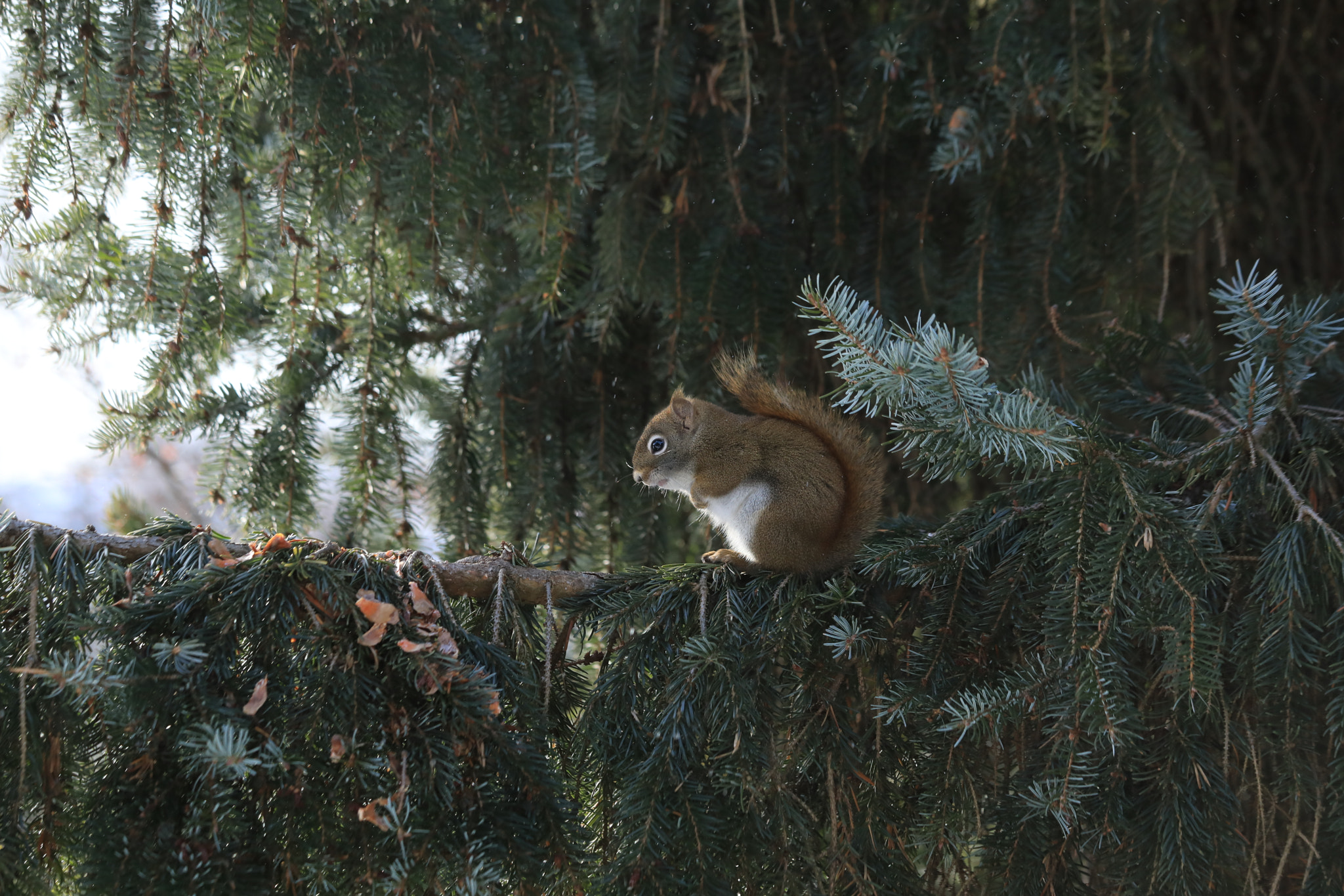 Canon EF 70-300mm F4-5.6 IS USM sample photo. Waiting for you photography