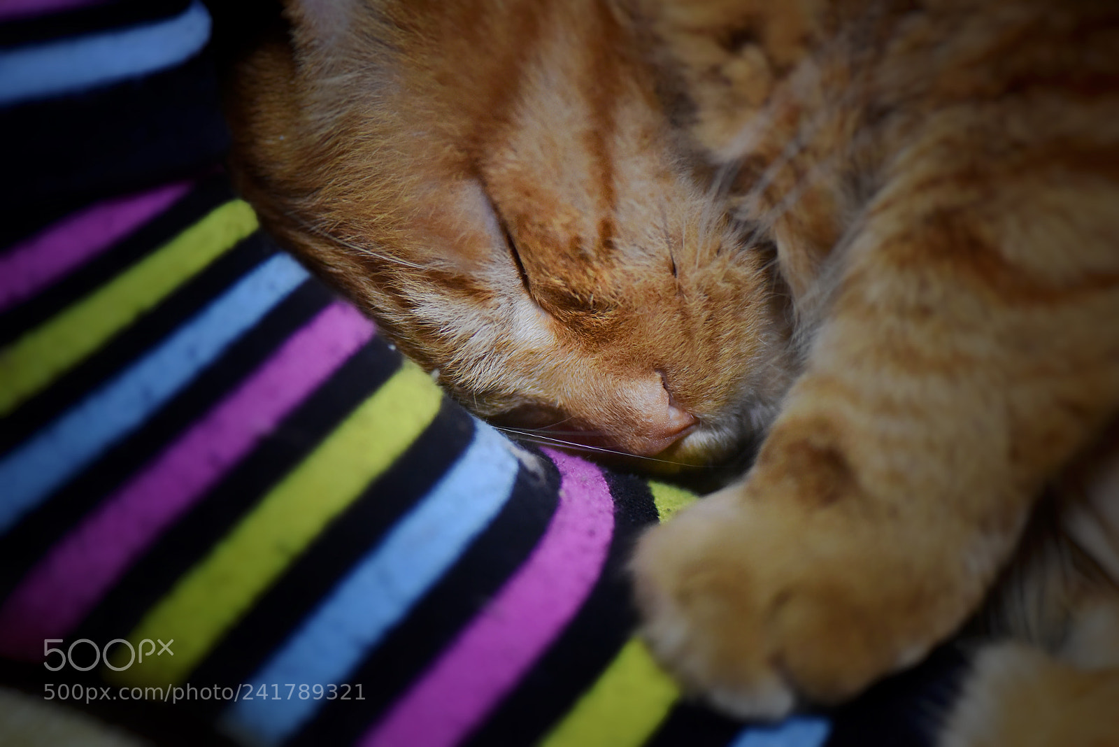 Nikon D810 sample photo. Cat photography