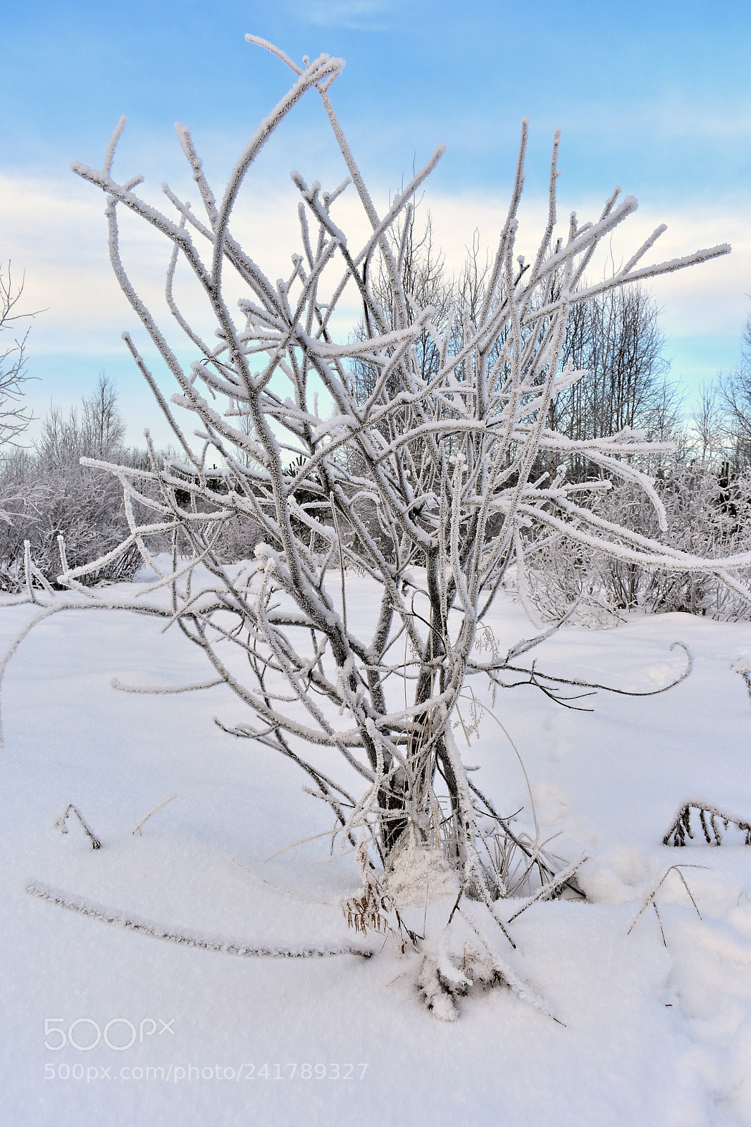 Nikon D3400 sample photo. Замёрзший куст photography