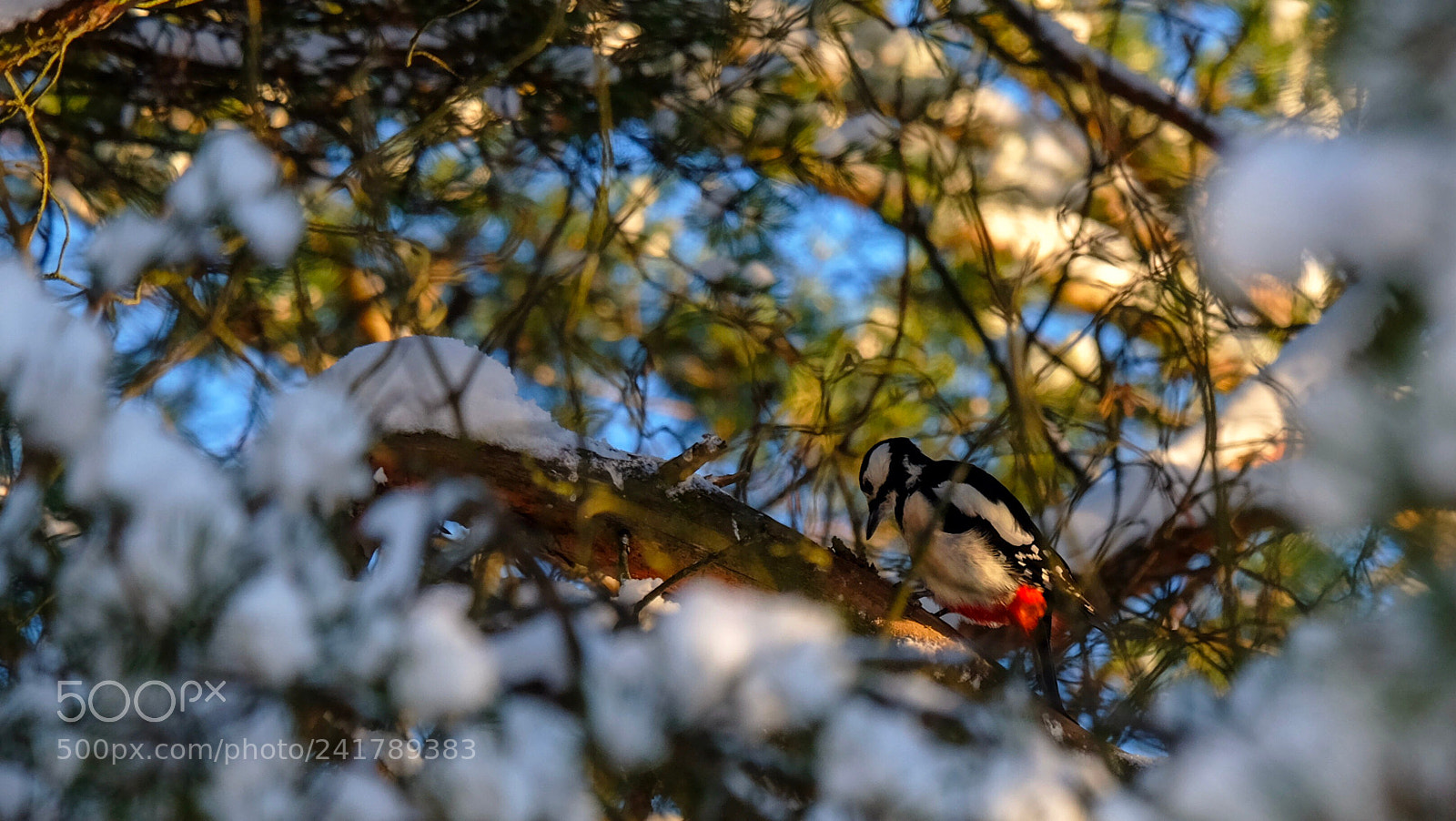 Fujifilm X-T10 sample photo. Woody woodpecker photography