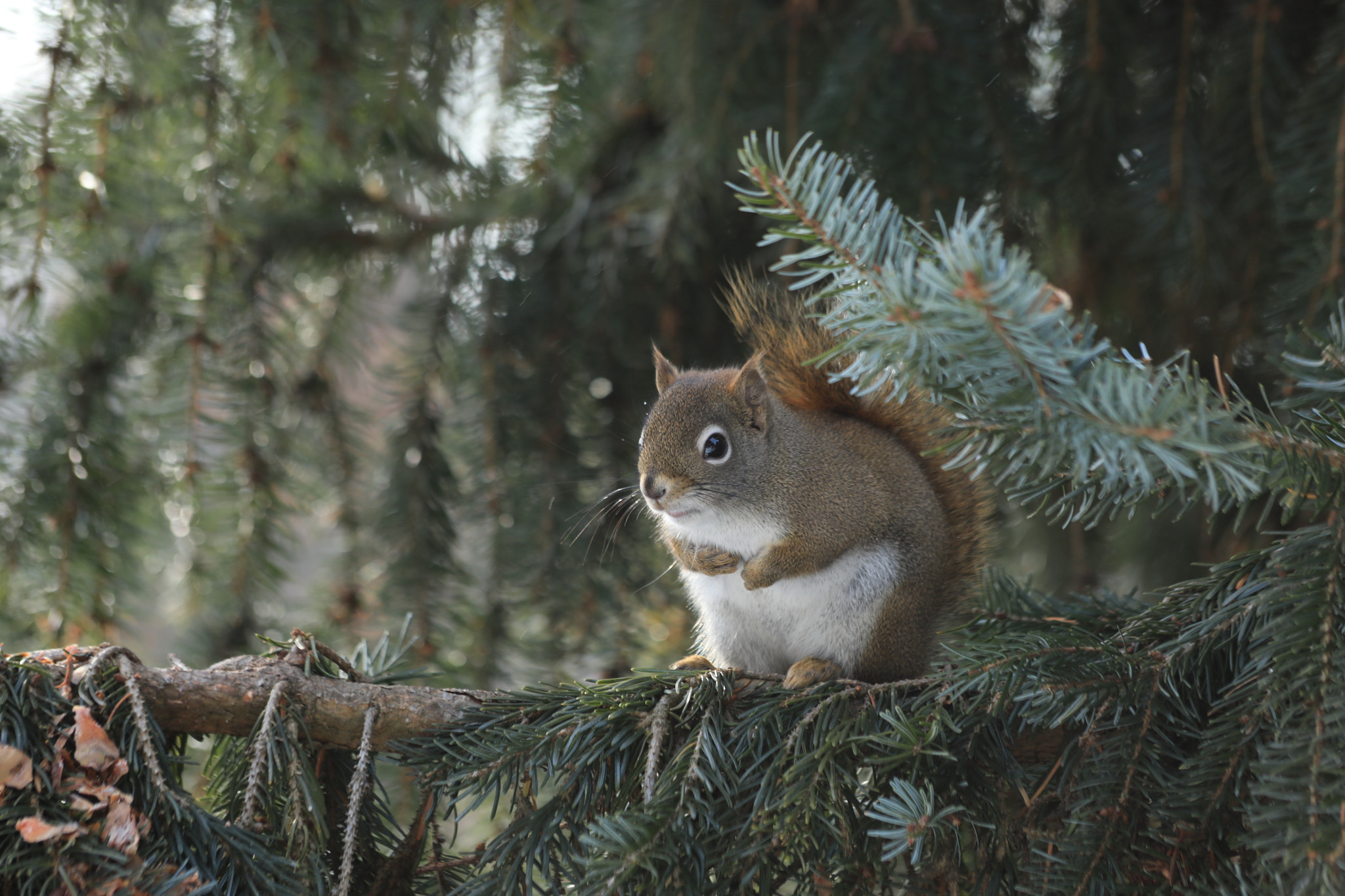 Canon EF 70-300mm F4-5.6 IS USM sample photo. Waiting for you photography