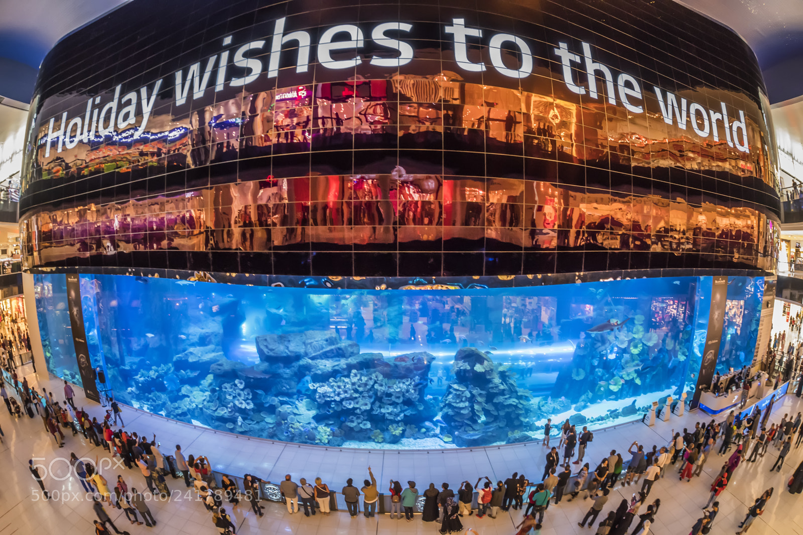 Nikon D5 sample photo. Acquarium photography